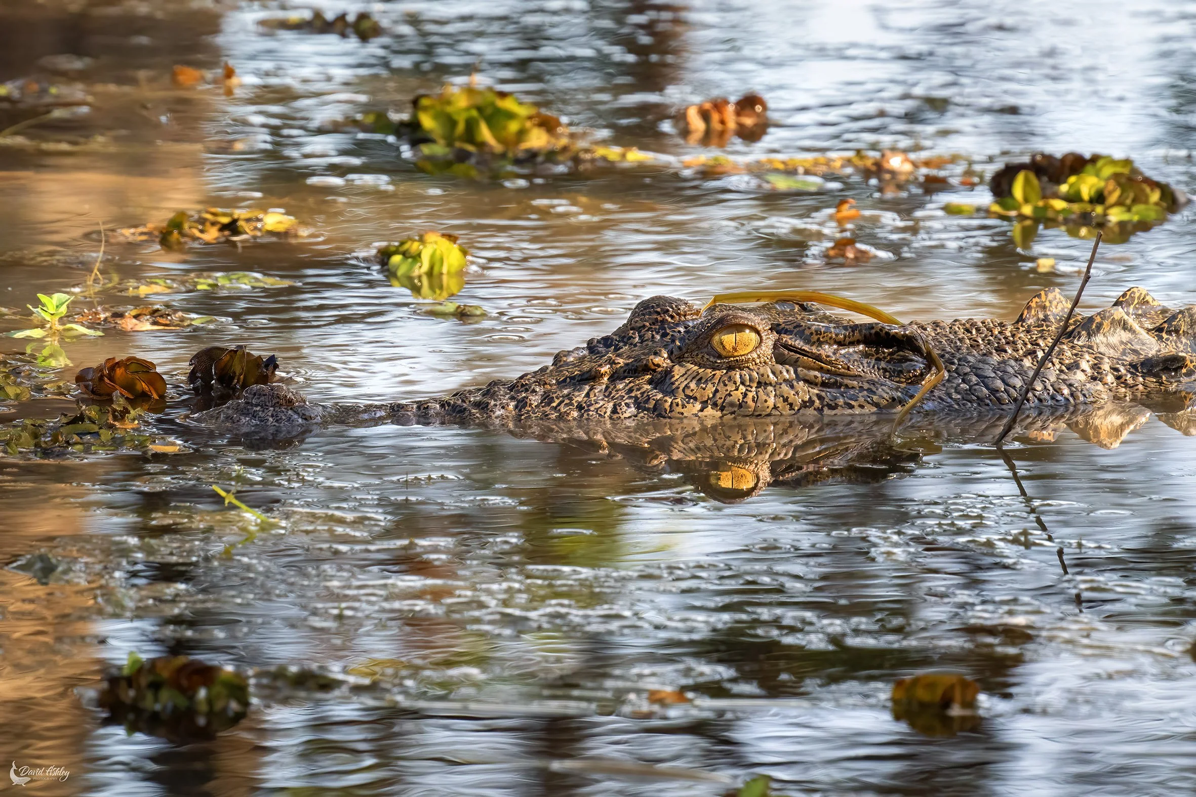 One of the local residents of Yellow Water Billabong in Kakadu. (WDL24)