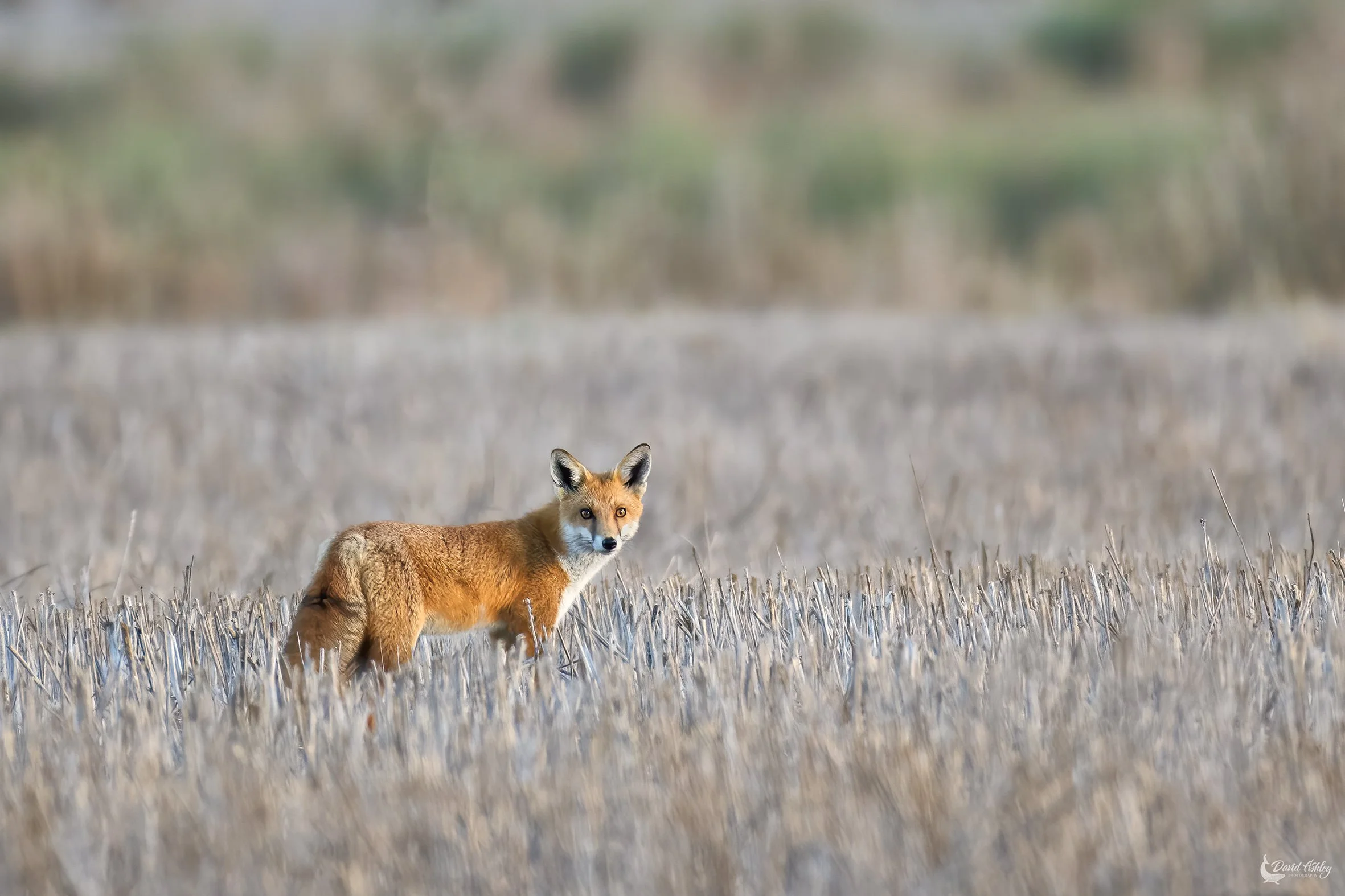 Red Fox. (WDL14)