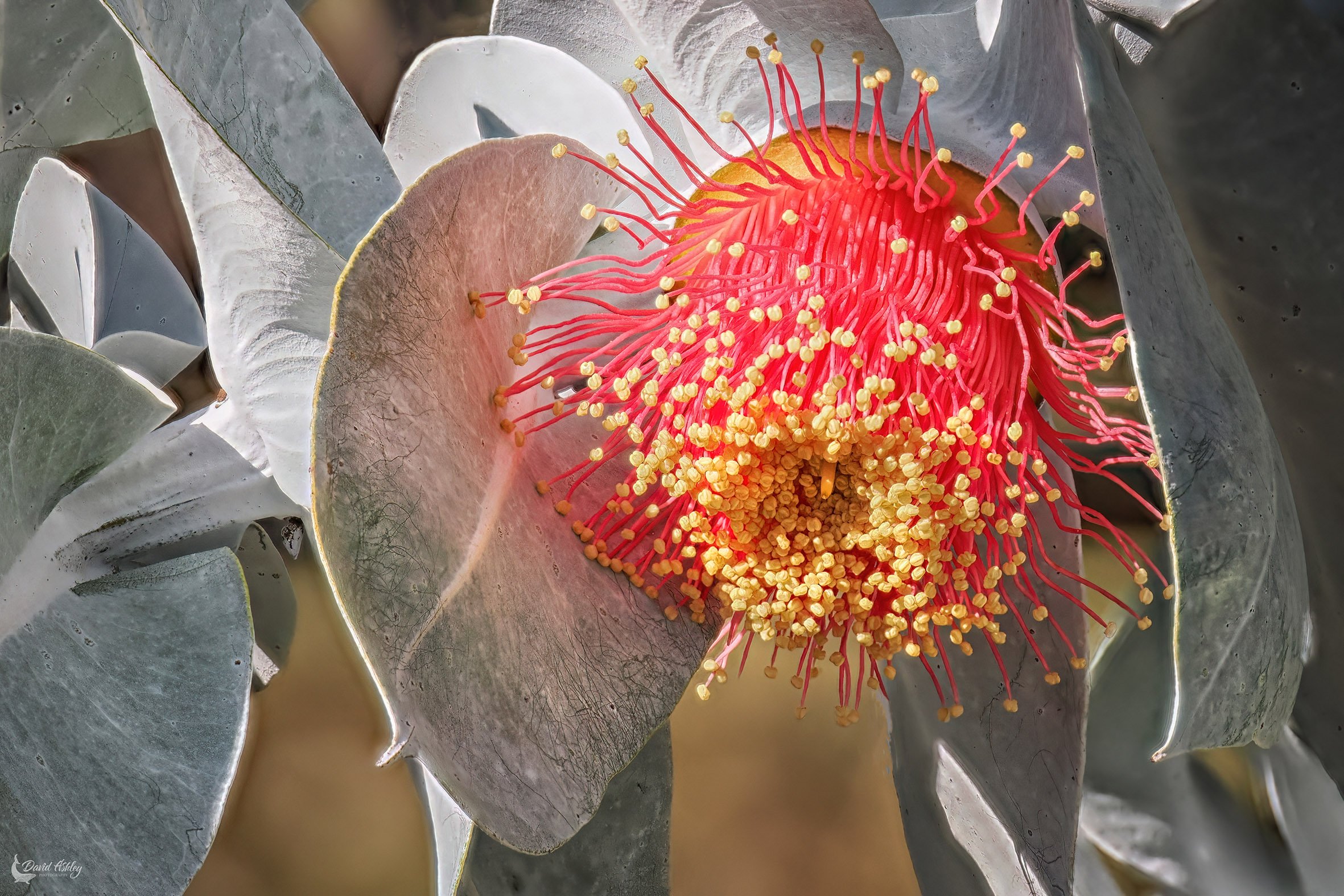 Eucalyptus. (FWR10)