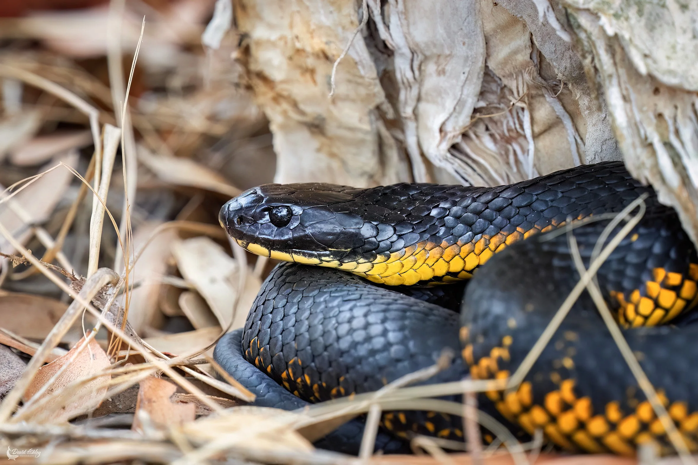 Tiger Snake. (WDL04)