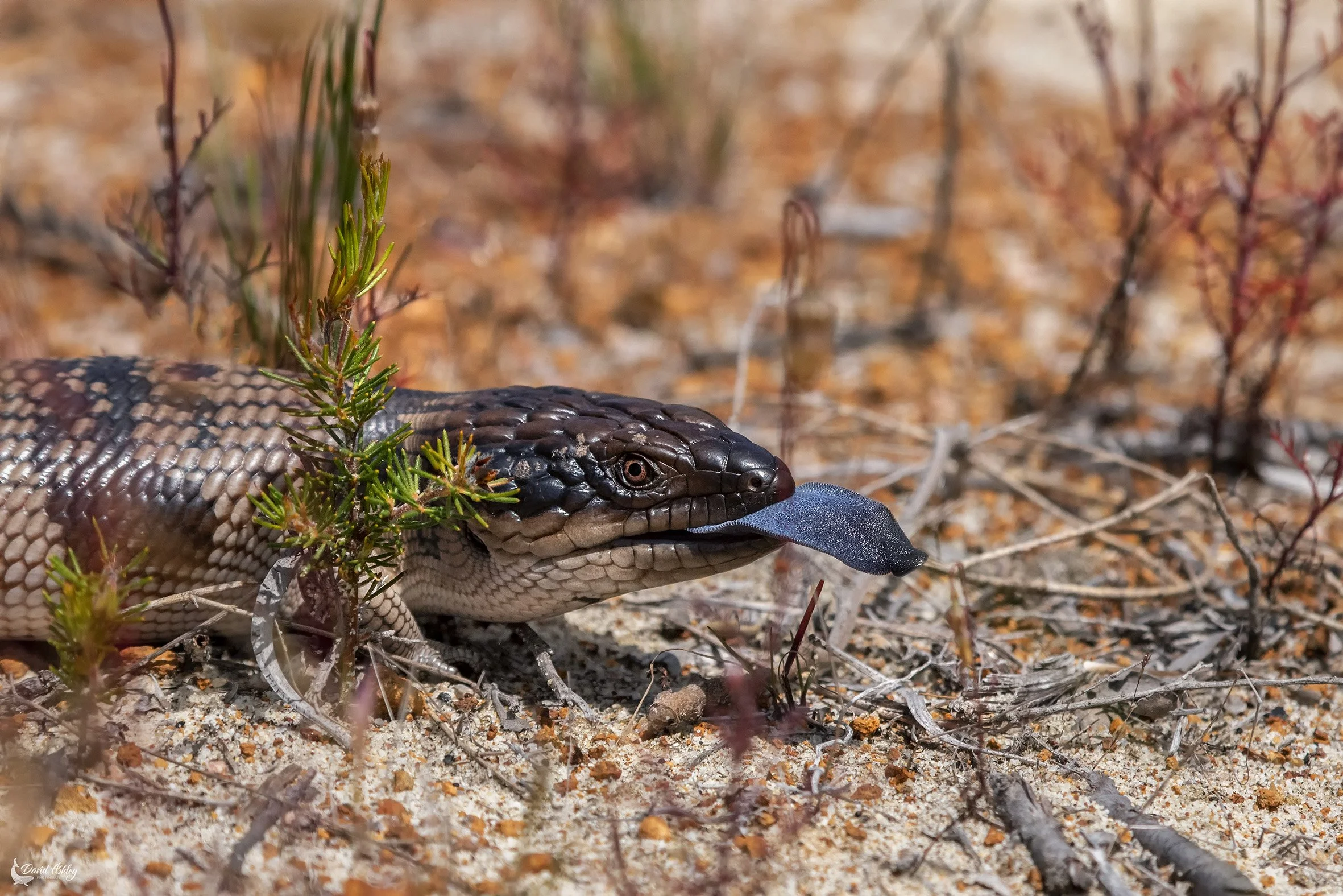 Western Bluetongue. (WDL18)