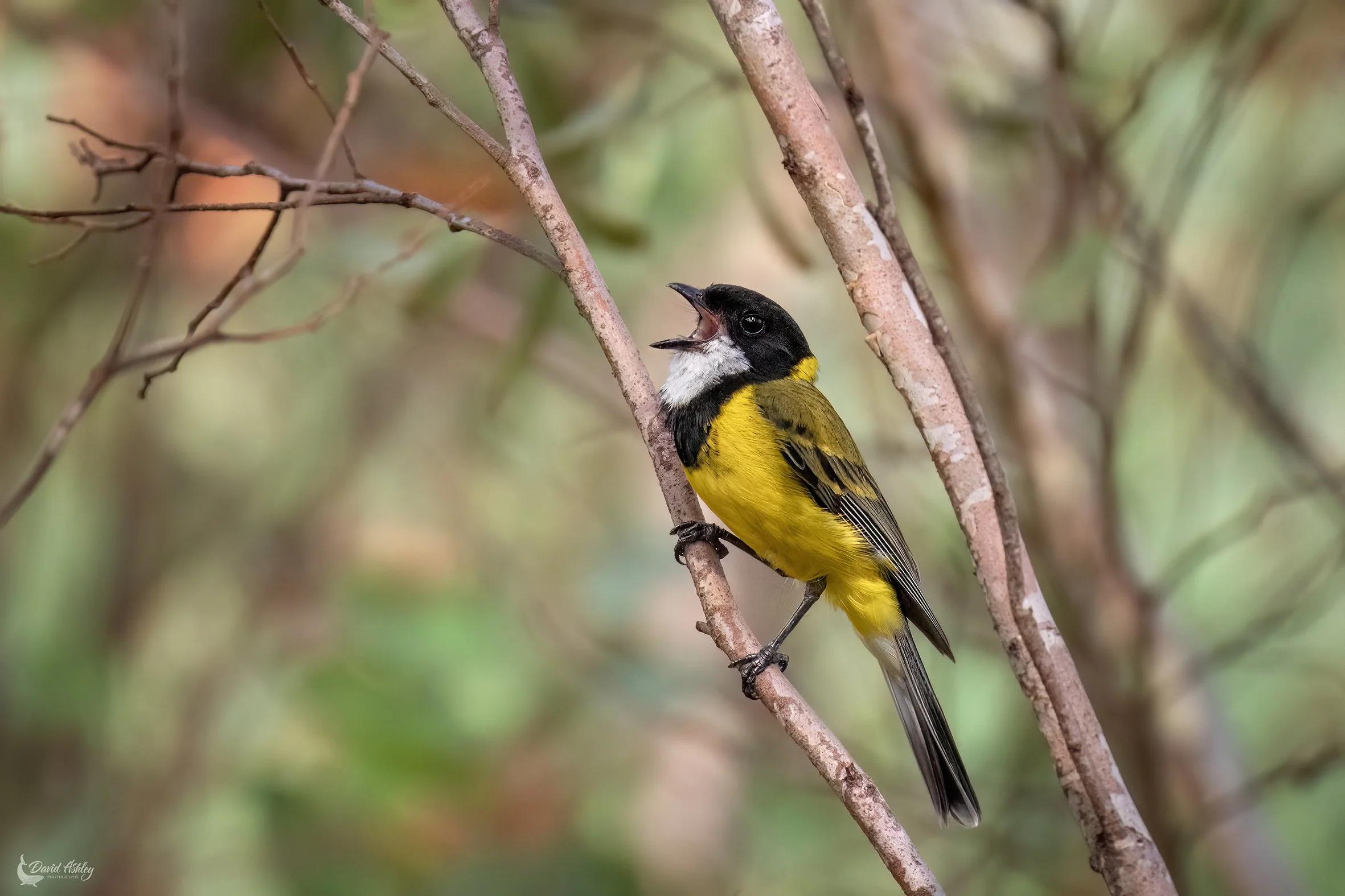 Golden Whistler. (BRL51)