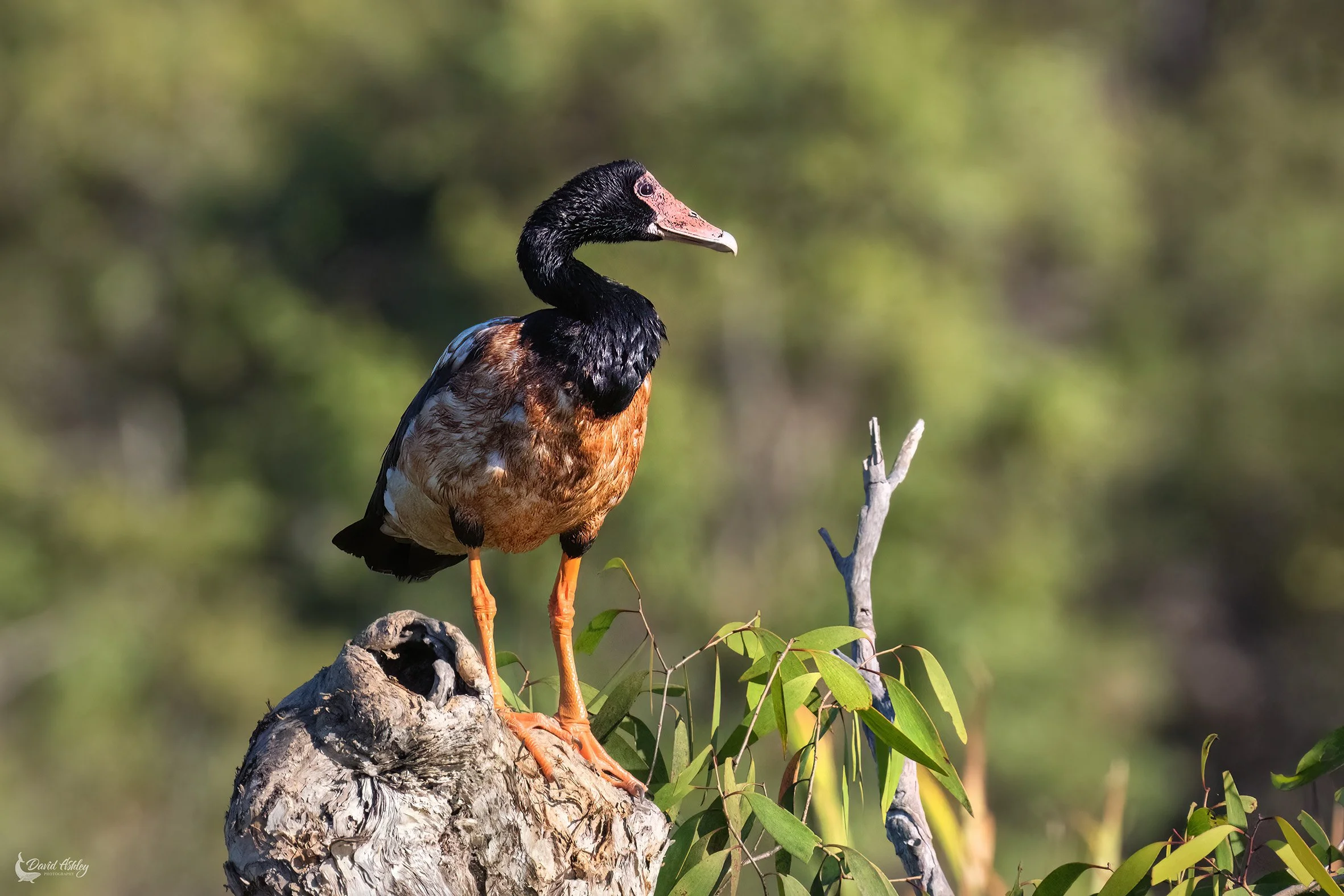 Magpie Goose. (BRL57)
