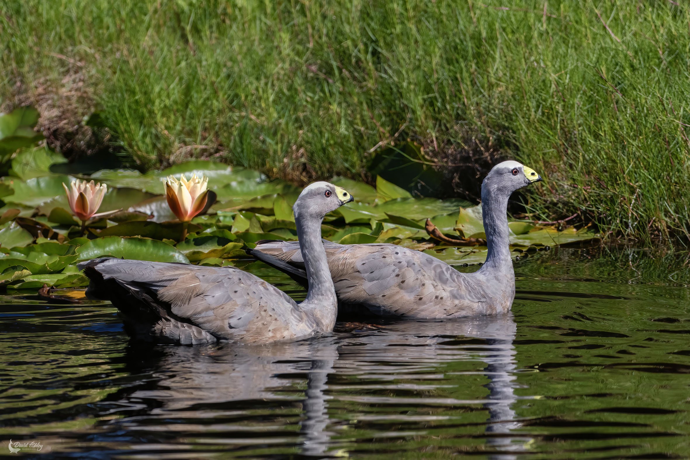 Cape Baron Geese. (BRL22)
