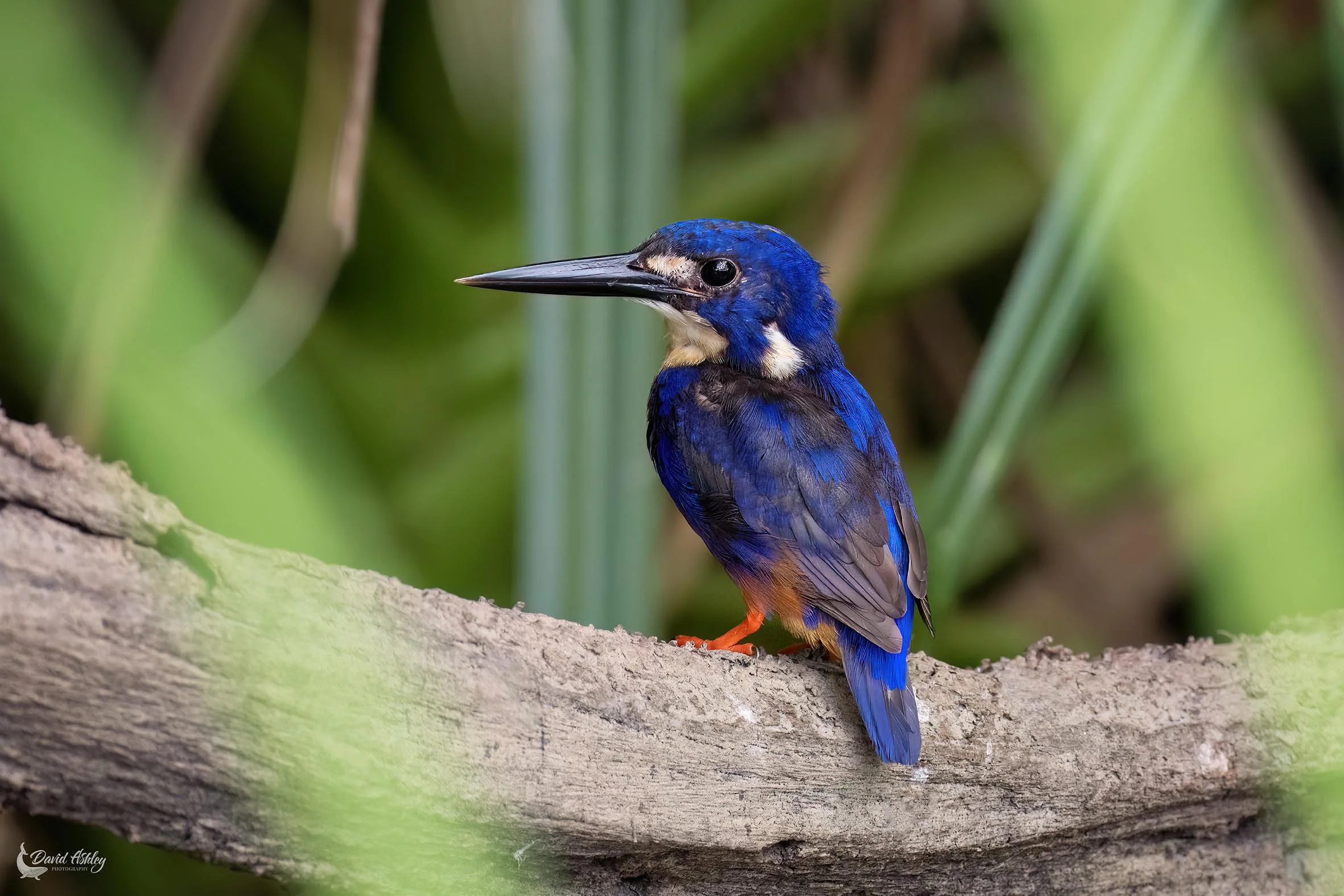 Azure Kingfisher. (BRL53)