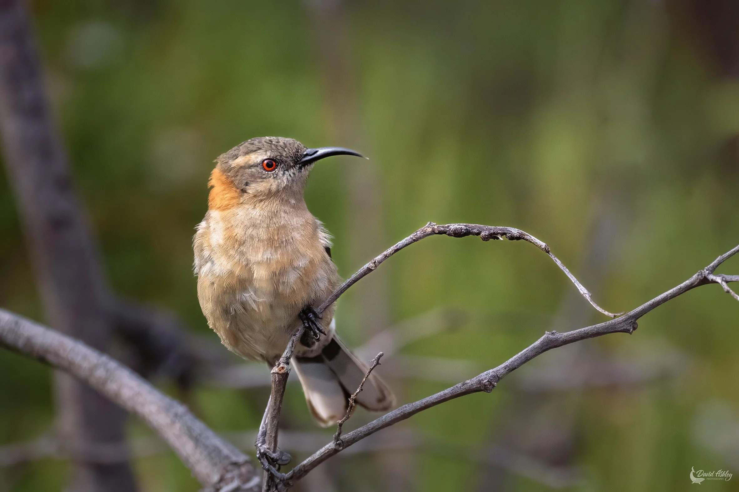 Female Western Spinebill. (BRL27)