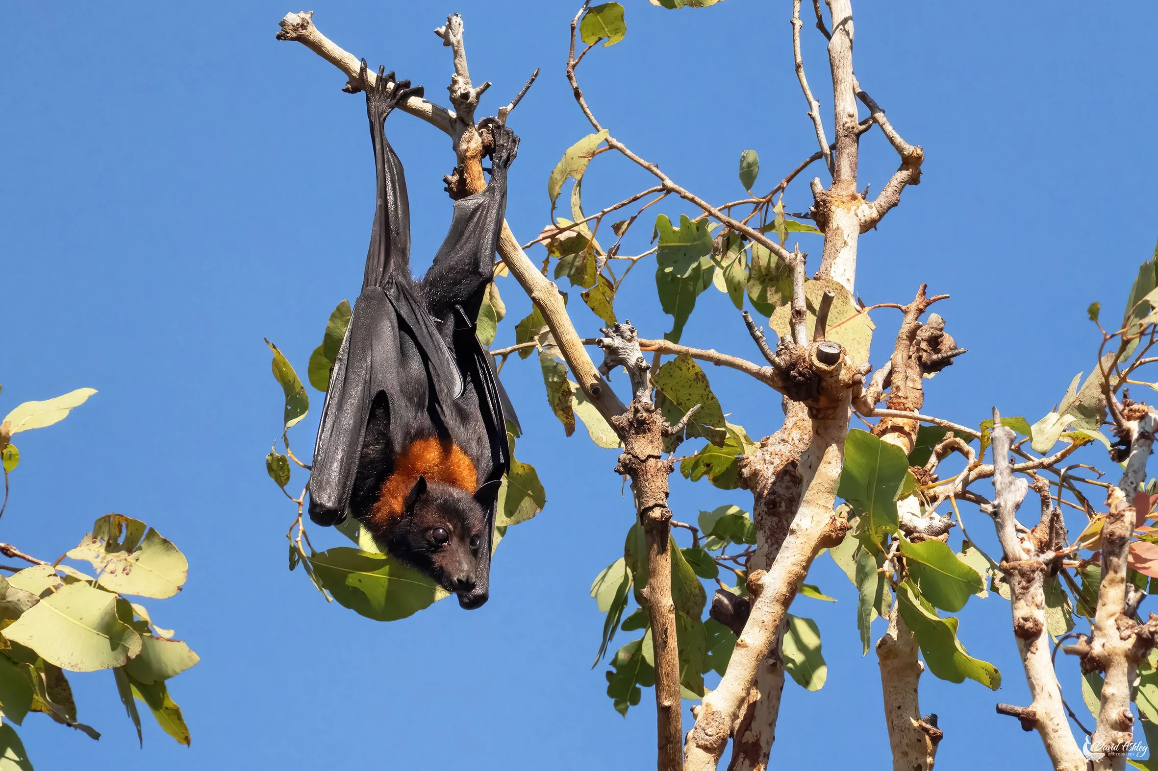 Grey headed flying fox. (WDL22)