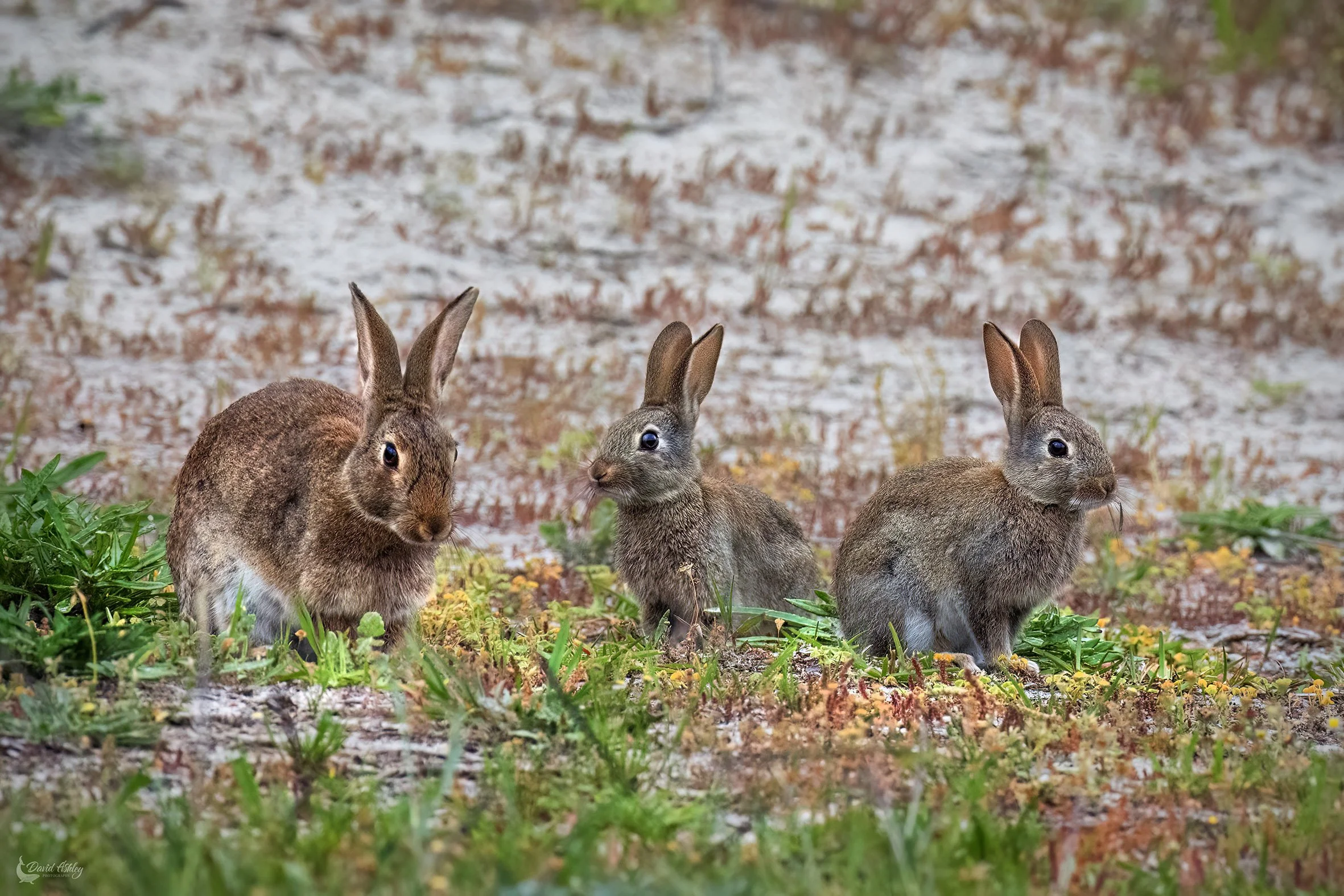 Easter time? (WDL09)