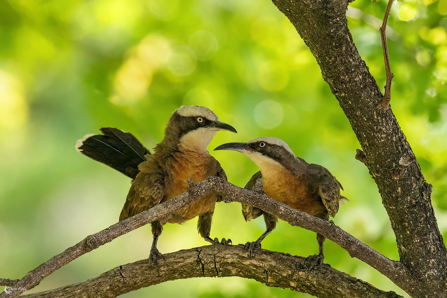 Grey-crowned Babblers. (BRL34)