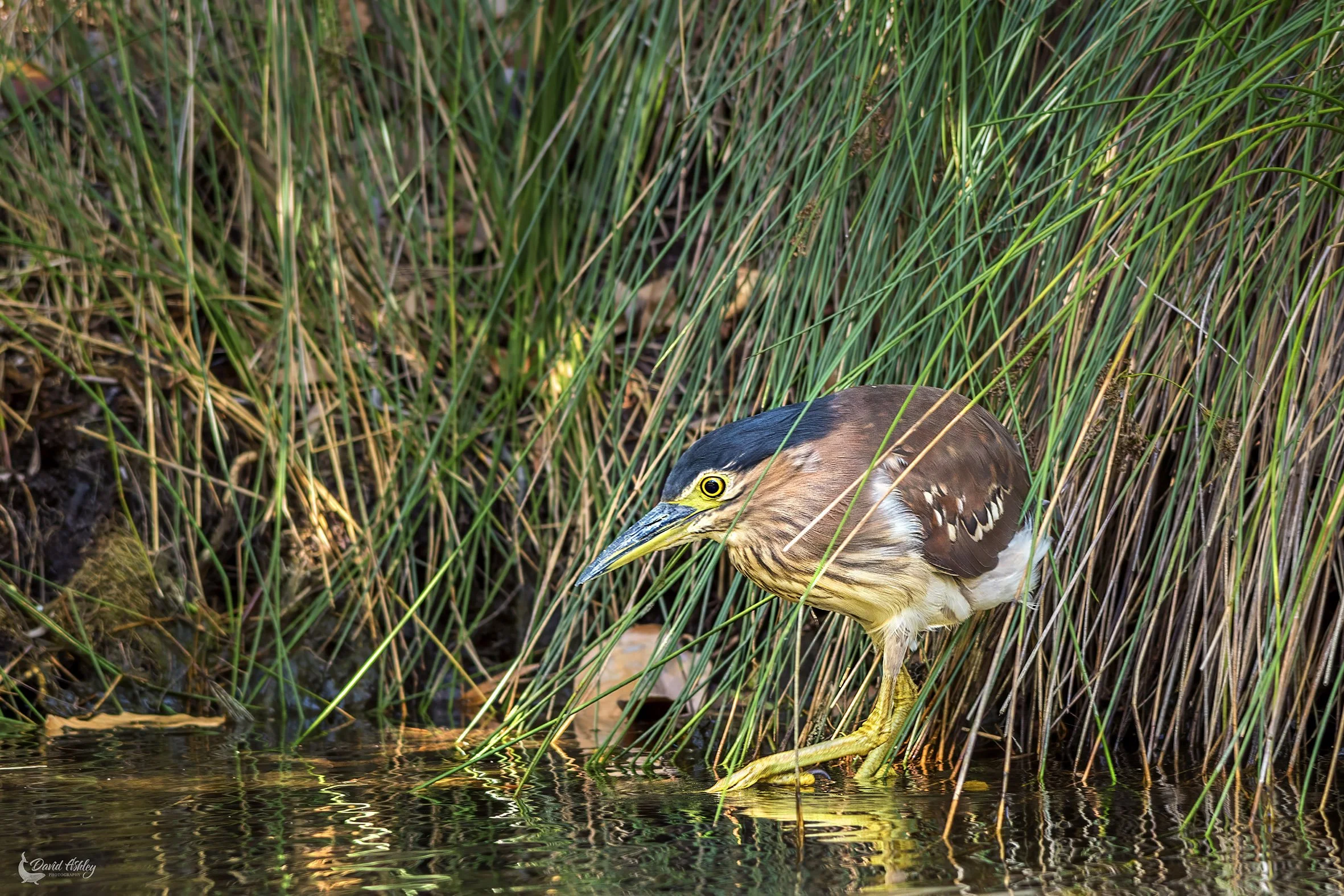 Nankeen Night Heron. (BRL18)