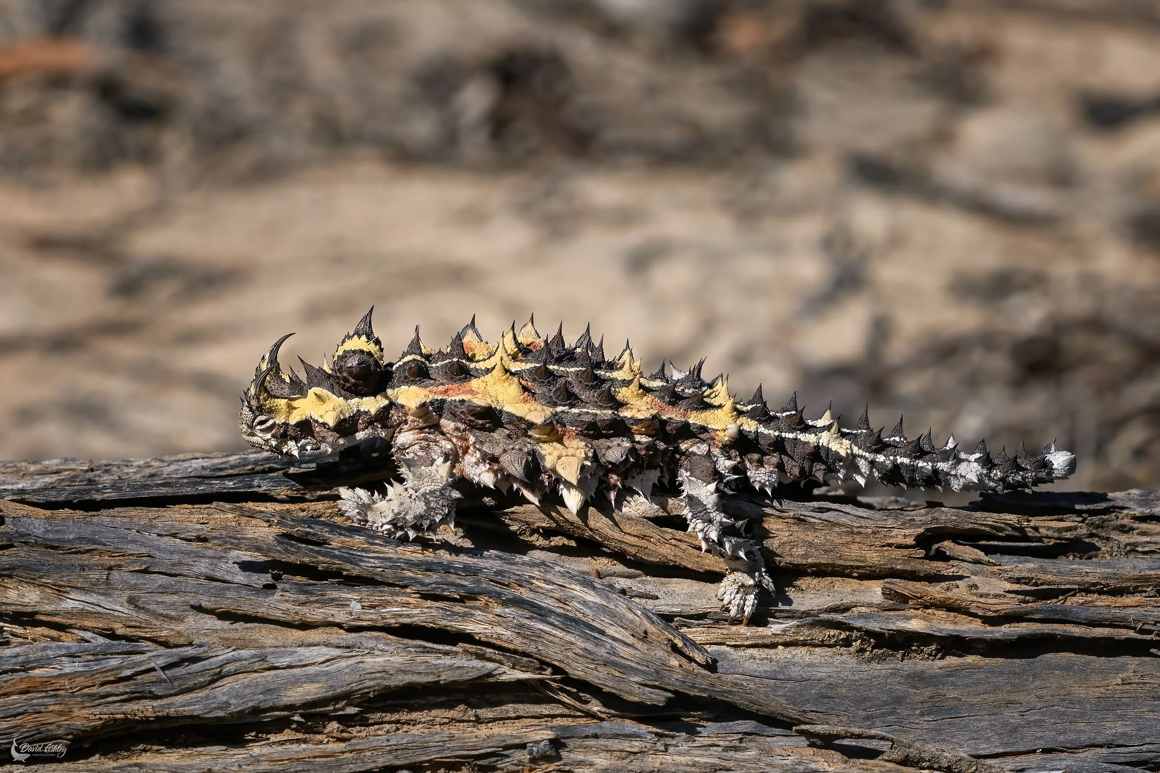 Thorny Devil. (WDL15)
