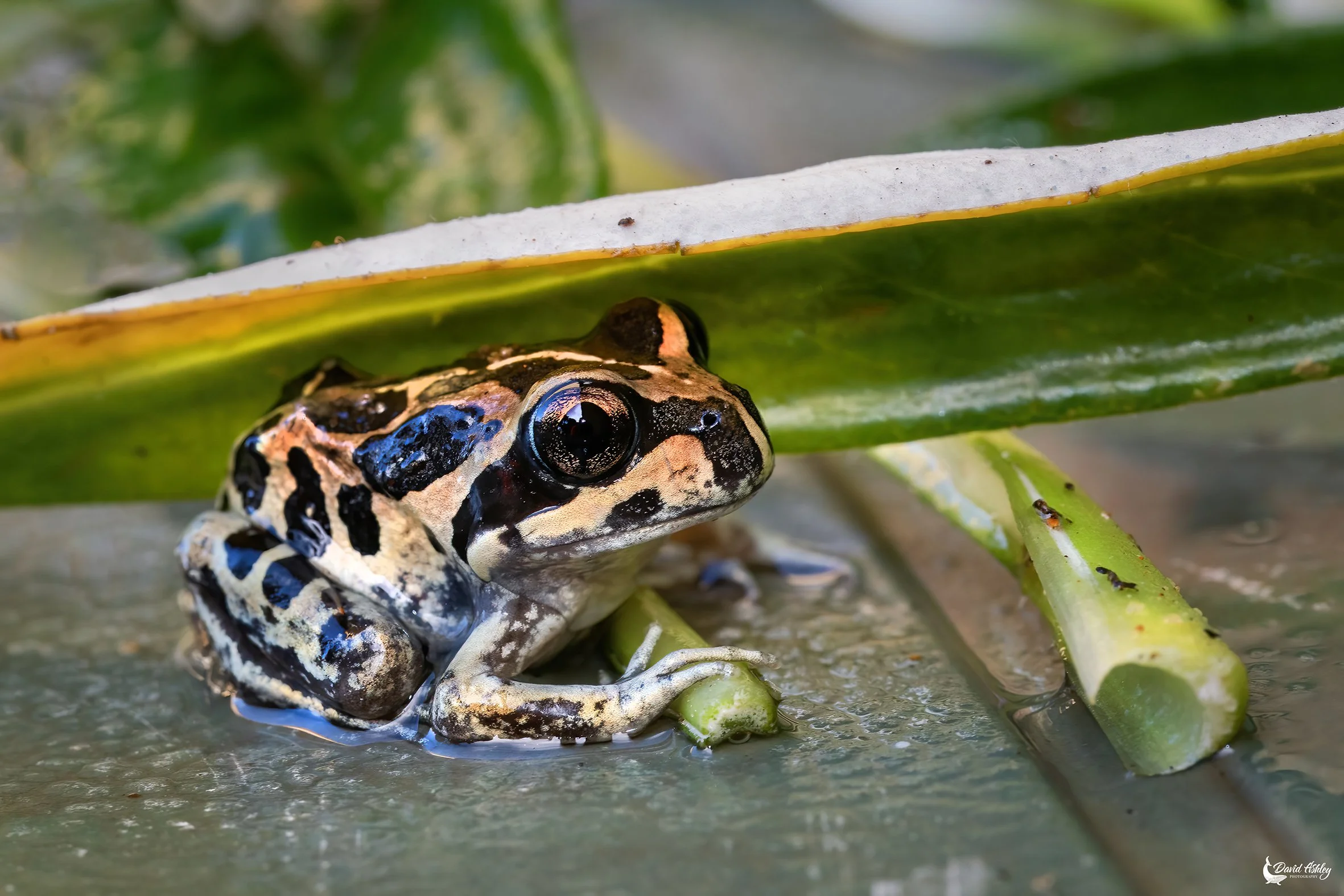Western Banjo Frog. (WDL12)