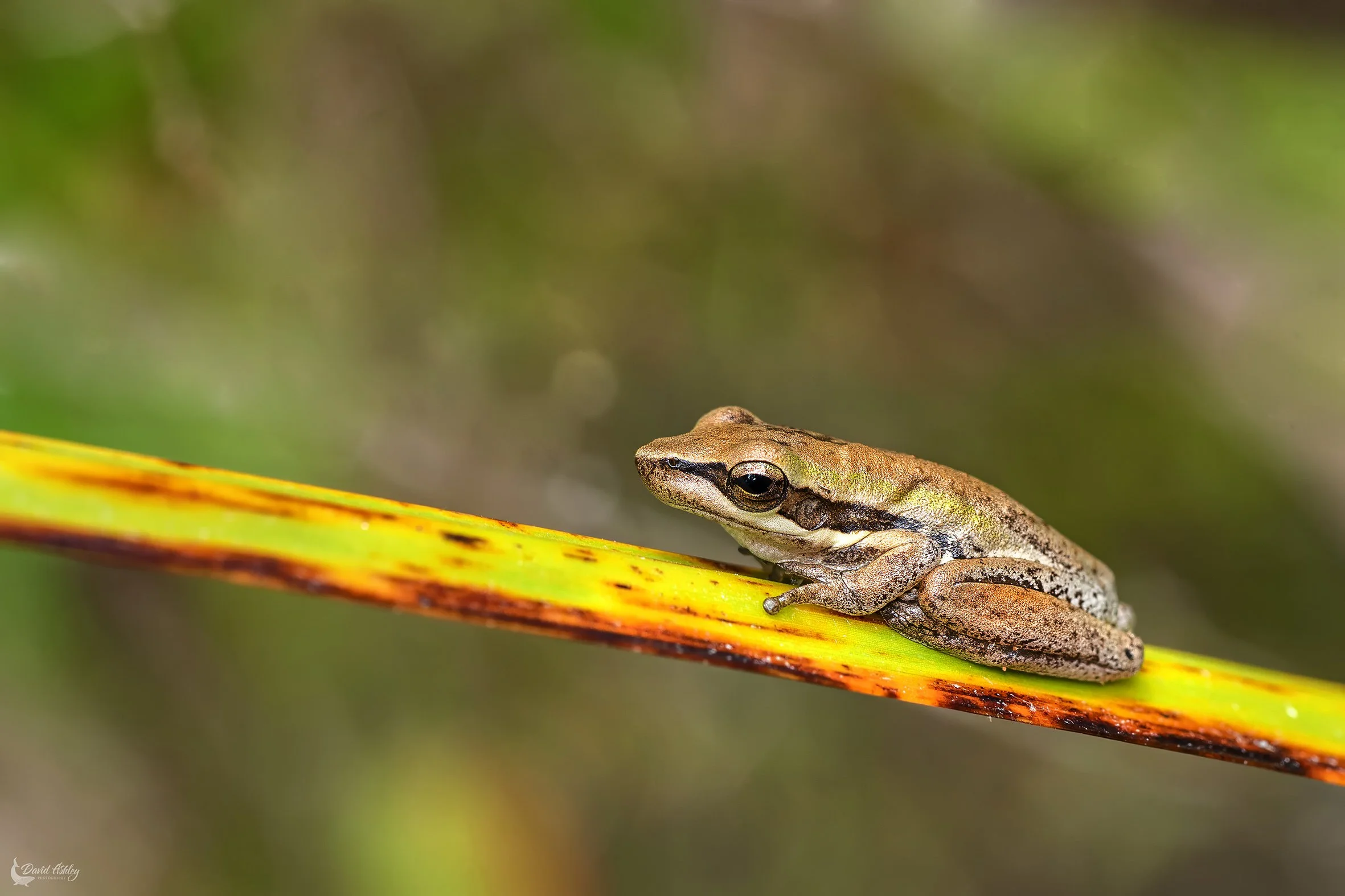 Southern Brown Tree Frog. (WDL26)