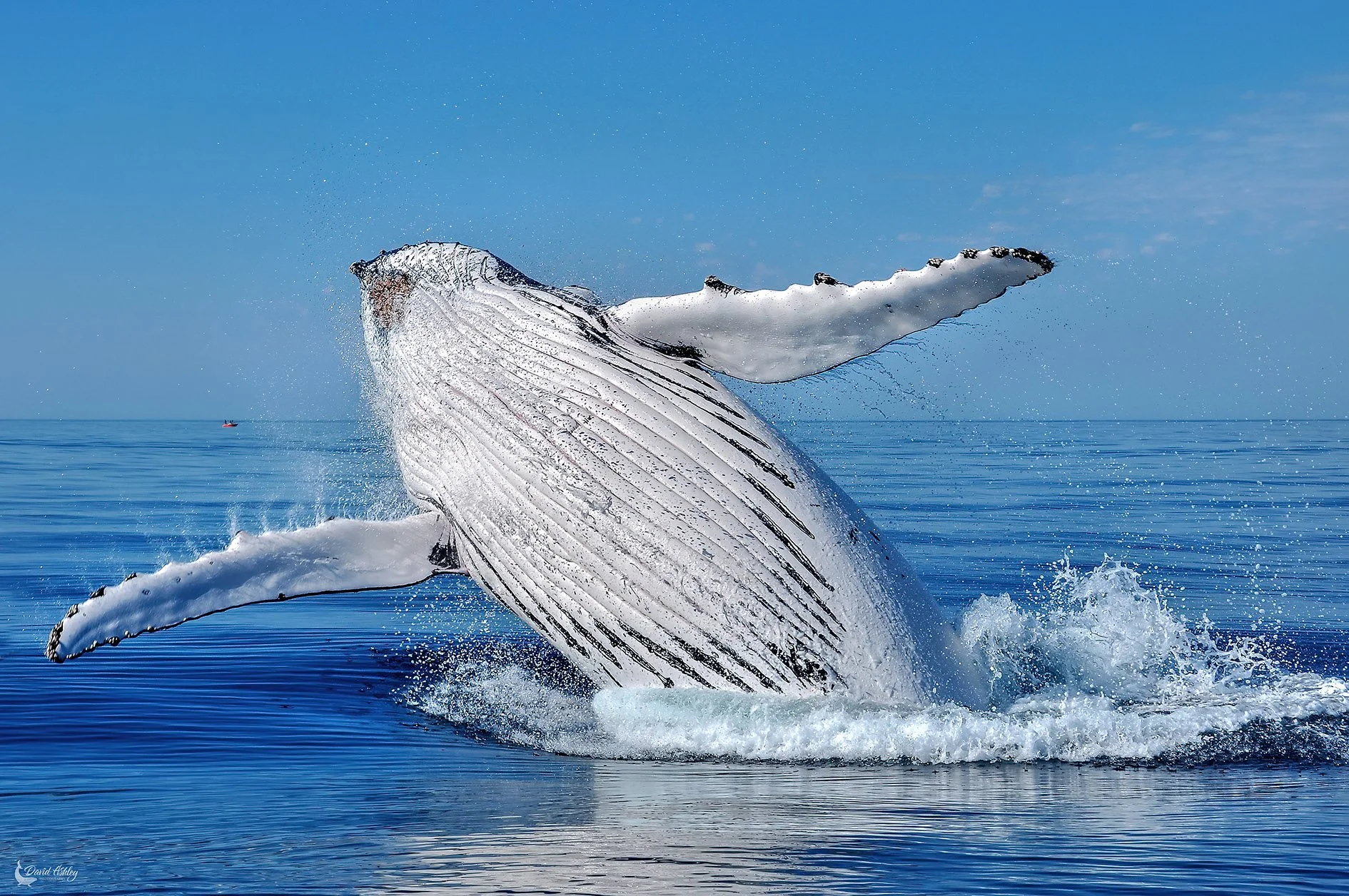 Humpback whale breach shot off the coast of Busselton, WA. Image has been used by WA Tourism and many other businesses both on a national and international level. (HBW01)