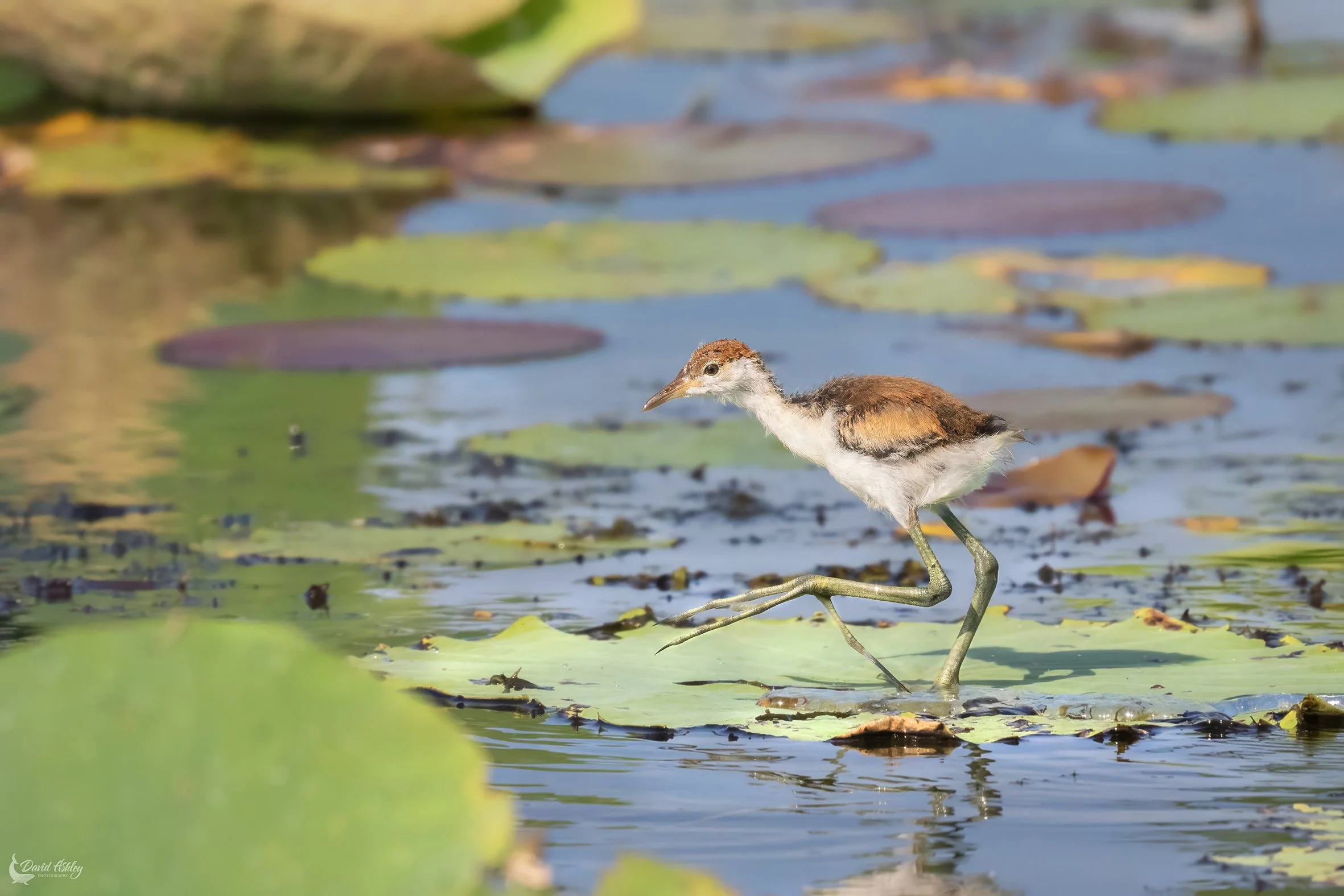Comb-crested Jacana. (BRL30)