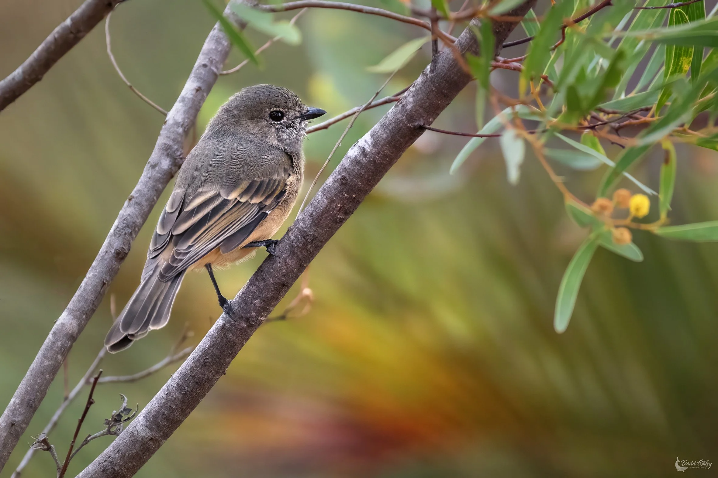 Rufous Whistler. (BRL28)