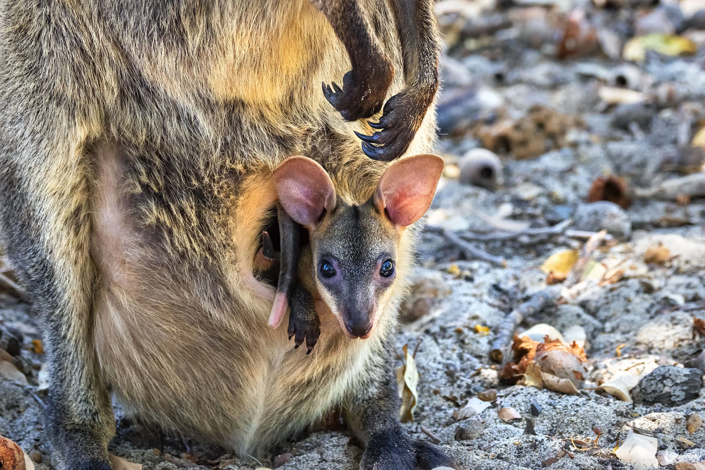 Wallaby Joey. (WDL11)