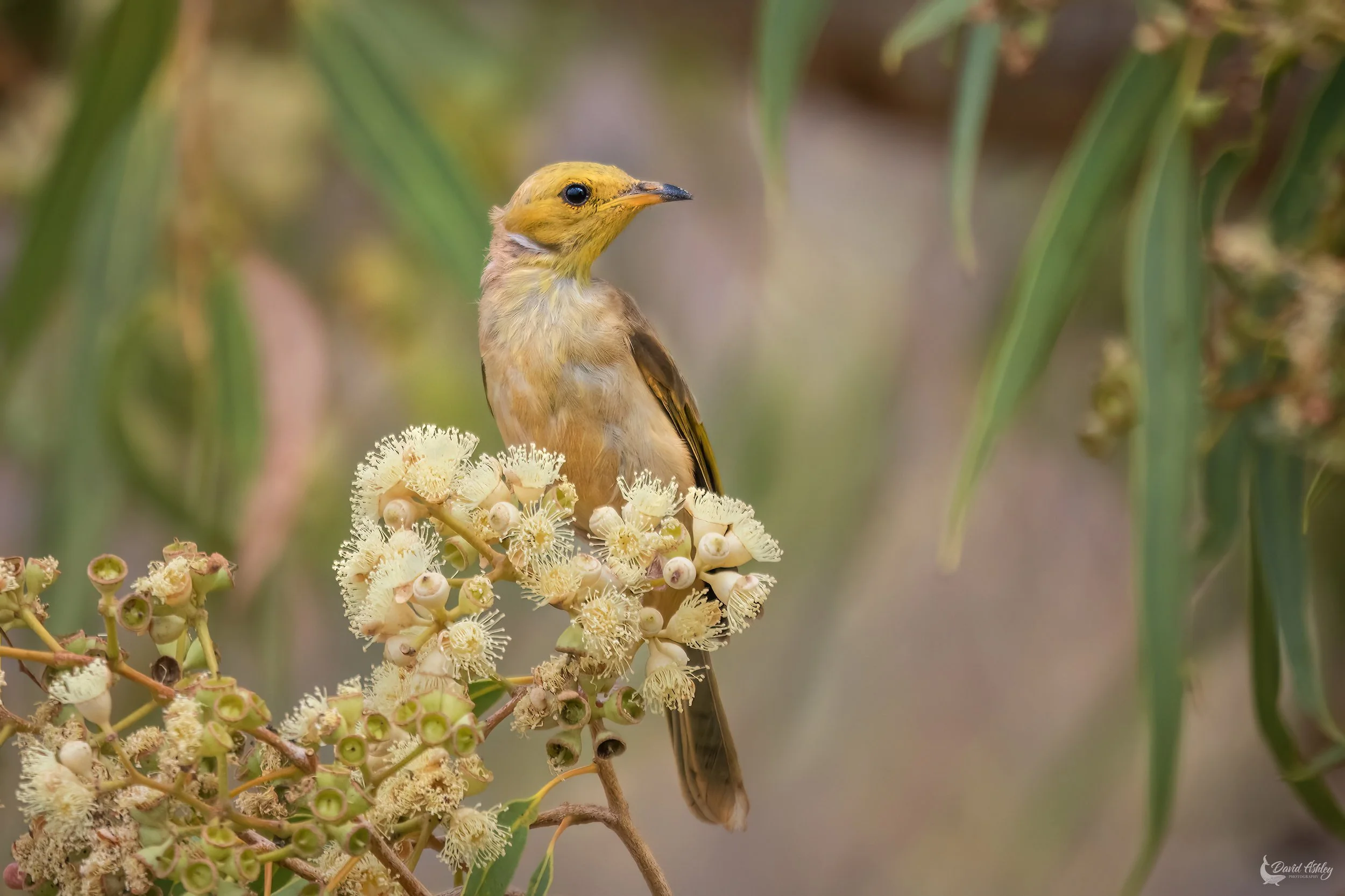 White-plumed Honeyeater. (BRL23)