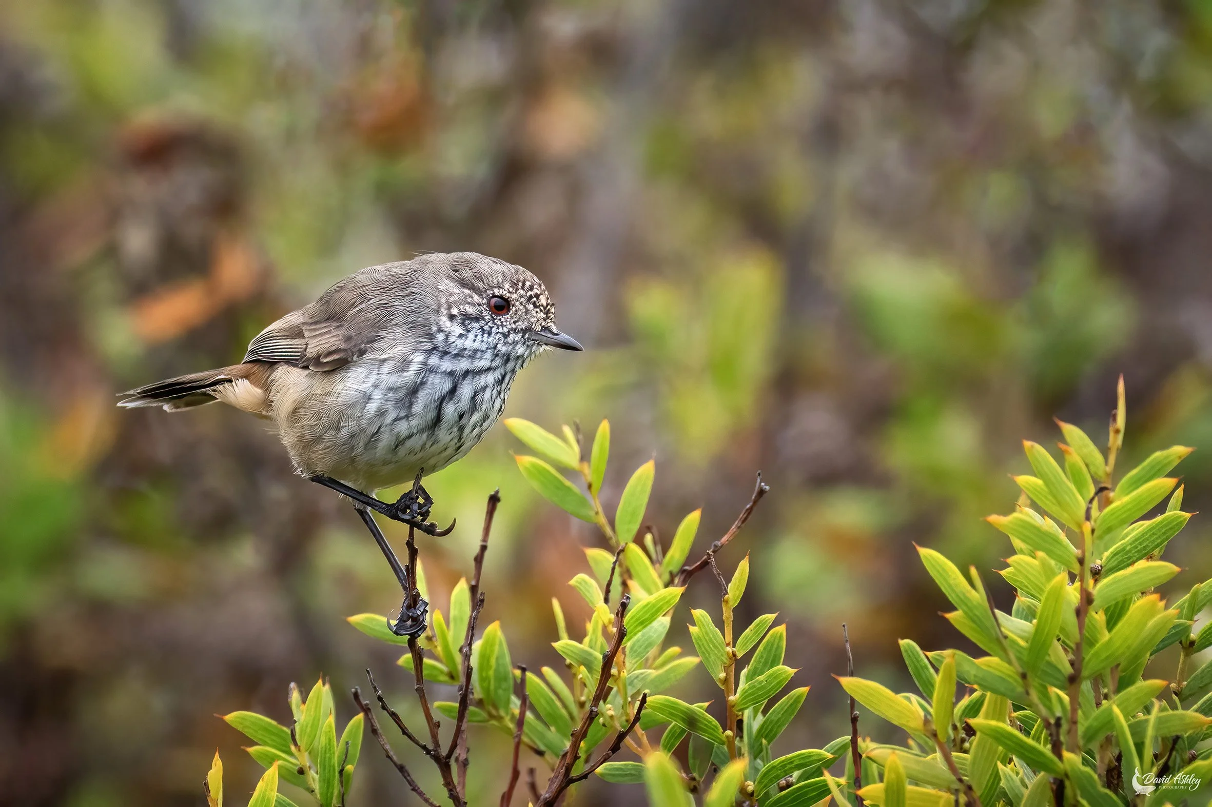 Brown Thornbill. (BRL24)