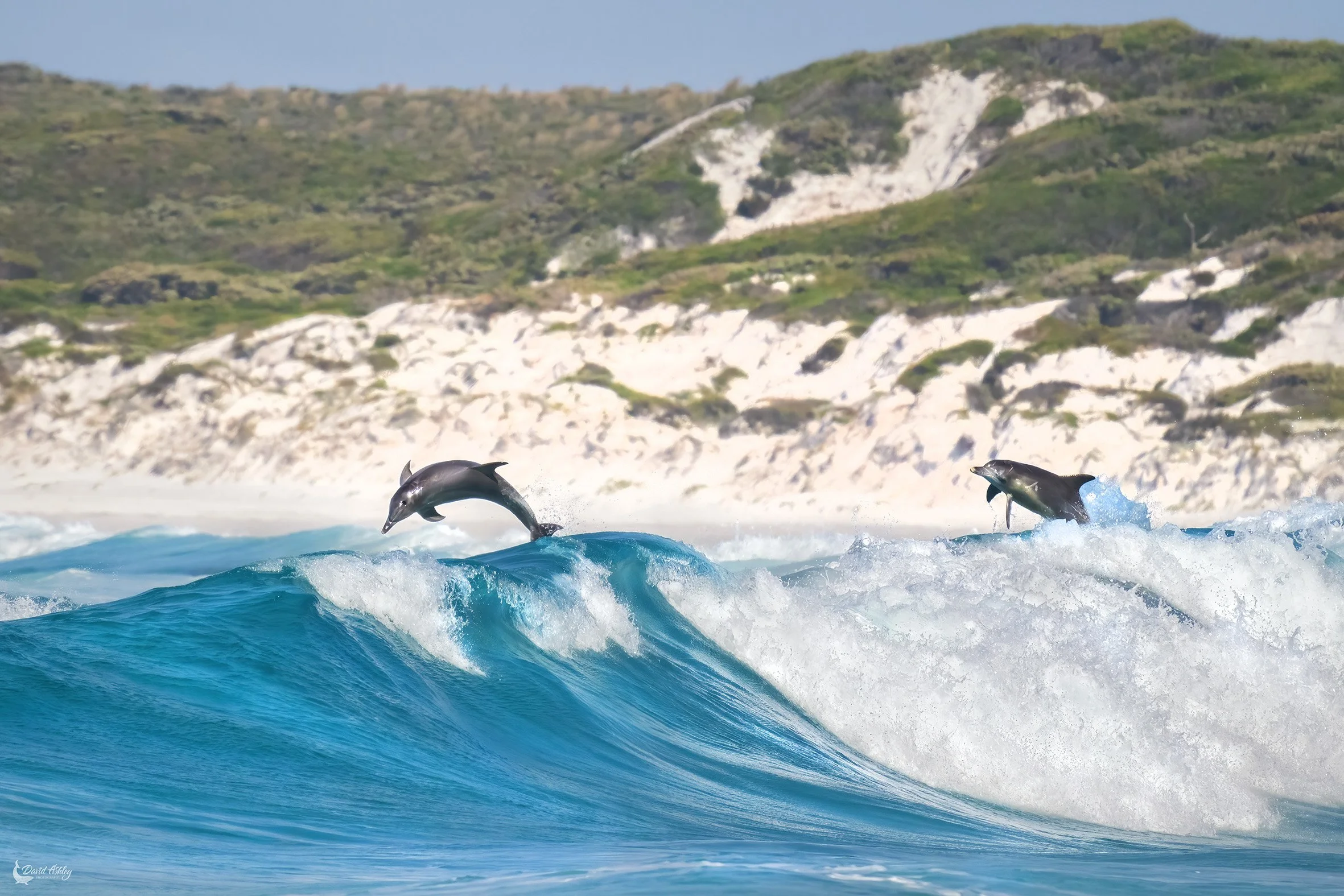 Dolphins playing at Wharton Beach. (WDL16)