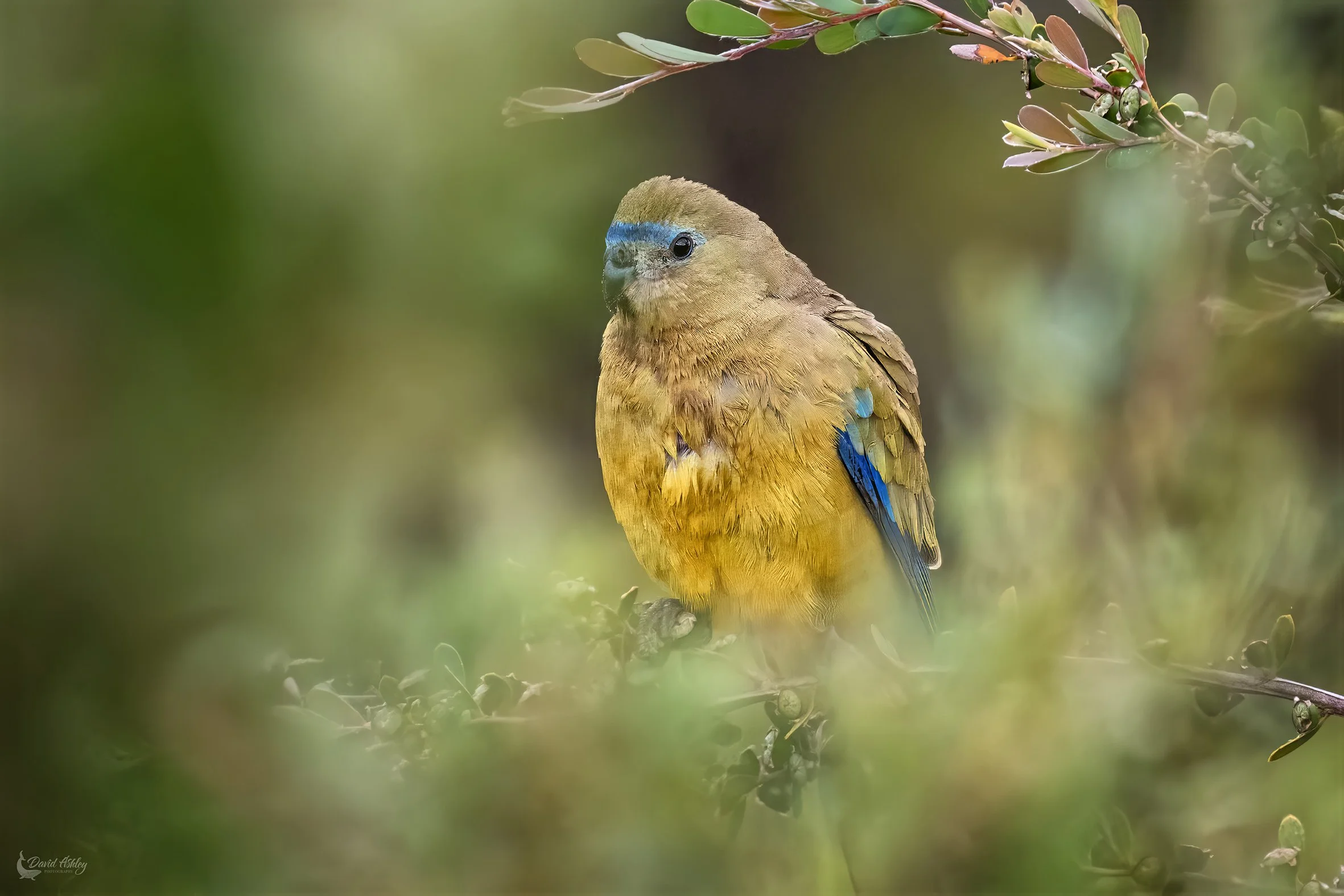 Rock Parrot. (BRL26)