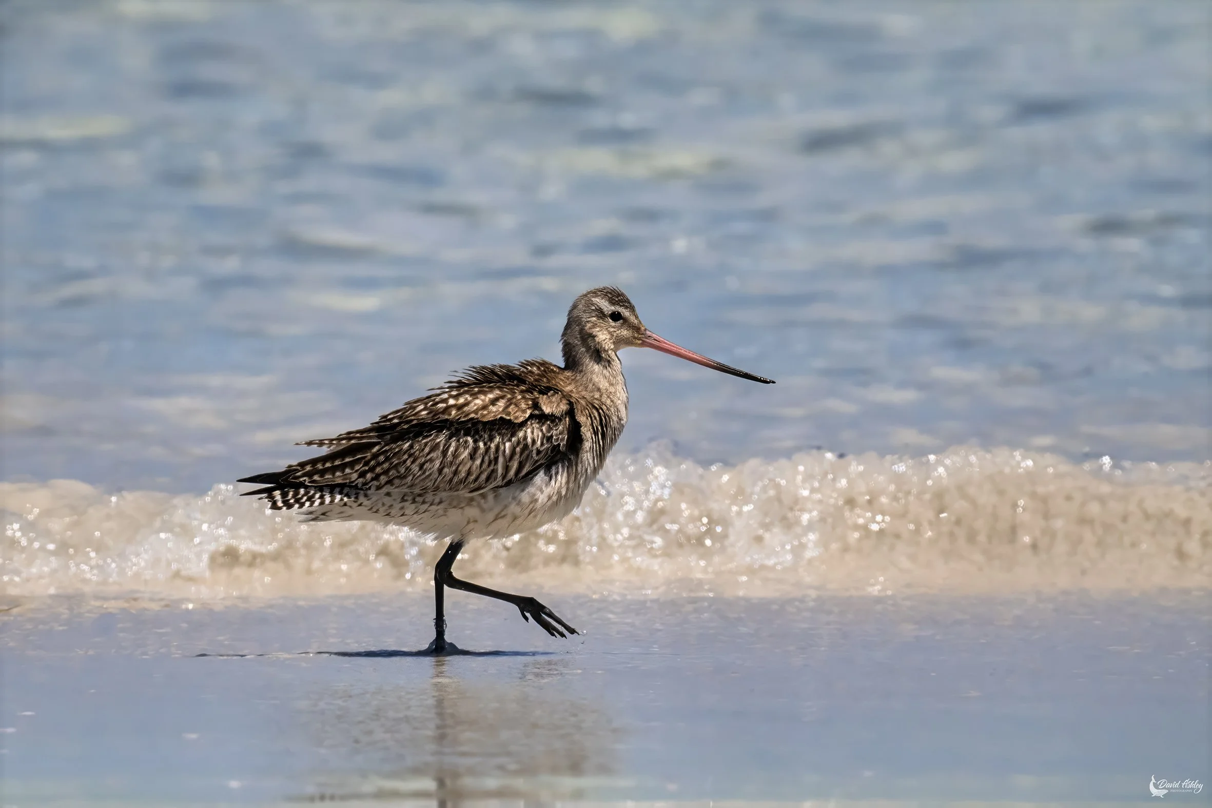 Bar-tailed Godwit. (BRL25)