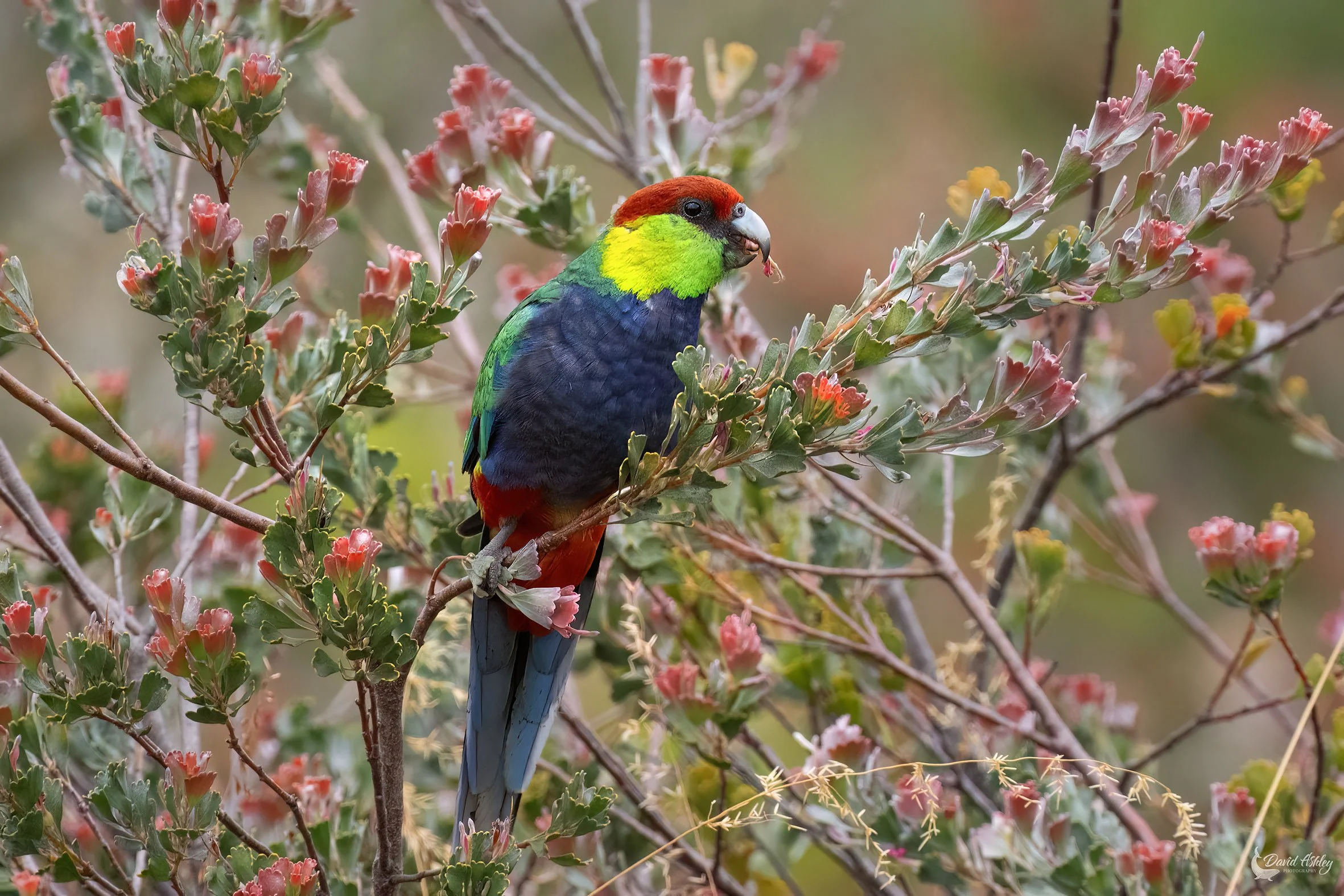 Red-capped Parrot. (BRL60)