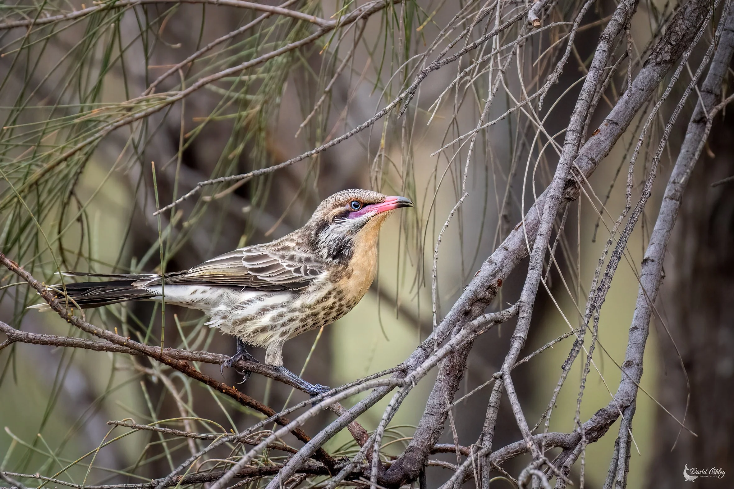 Spiny-cheeked honeyeater. (BRL37)