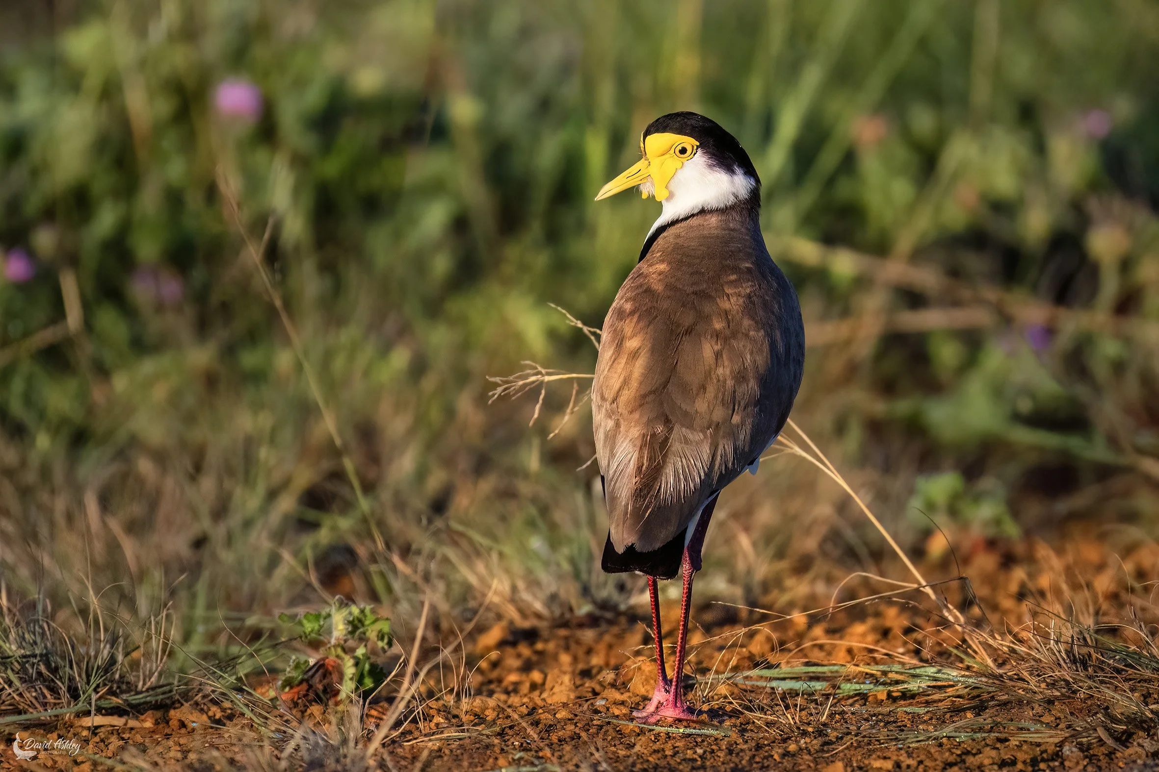 Masked Lapwing. (BRL50)