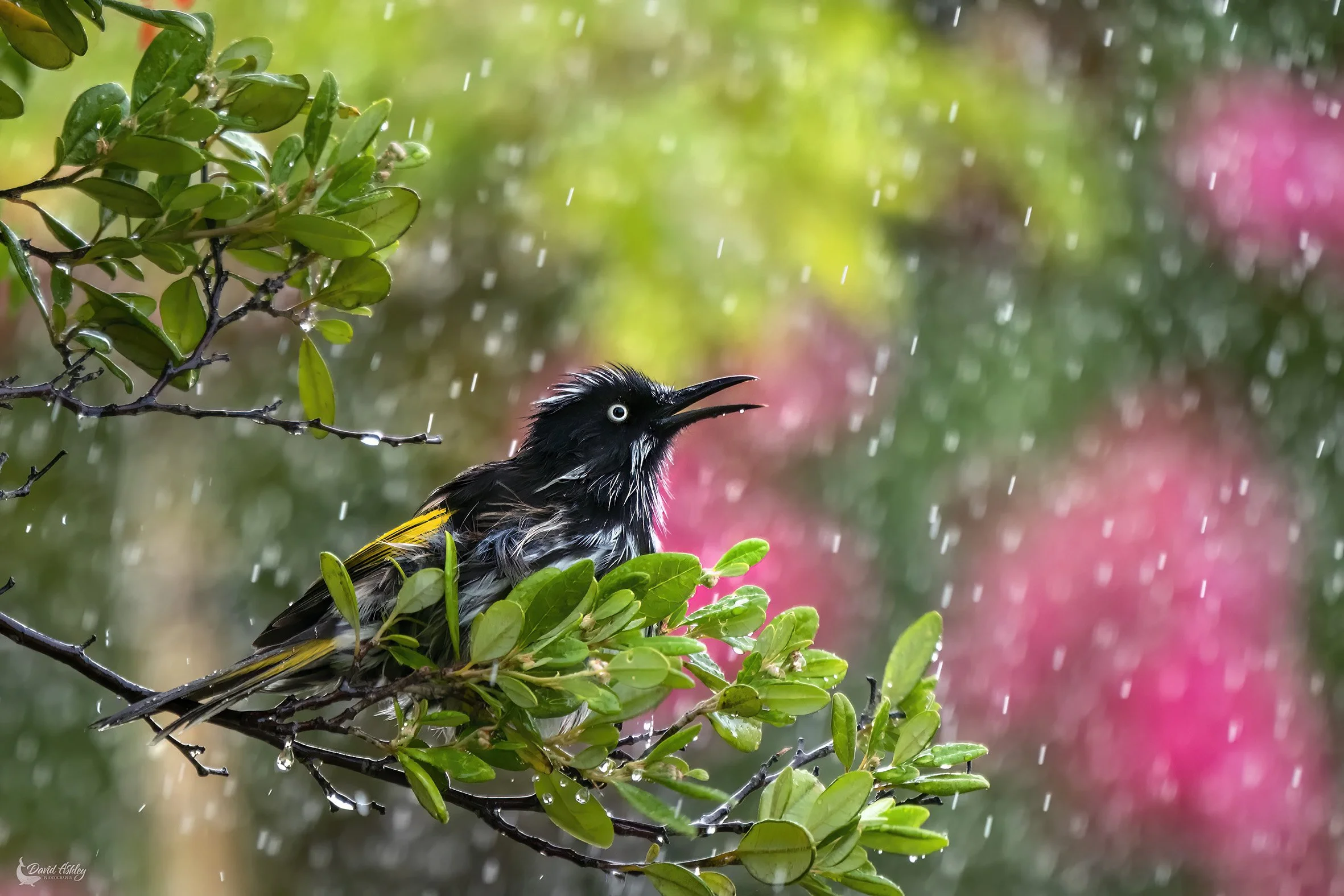 'Singing in the rain". New Holland Honeyeater. (BRL06)