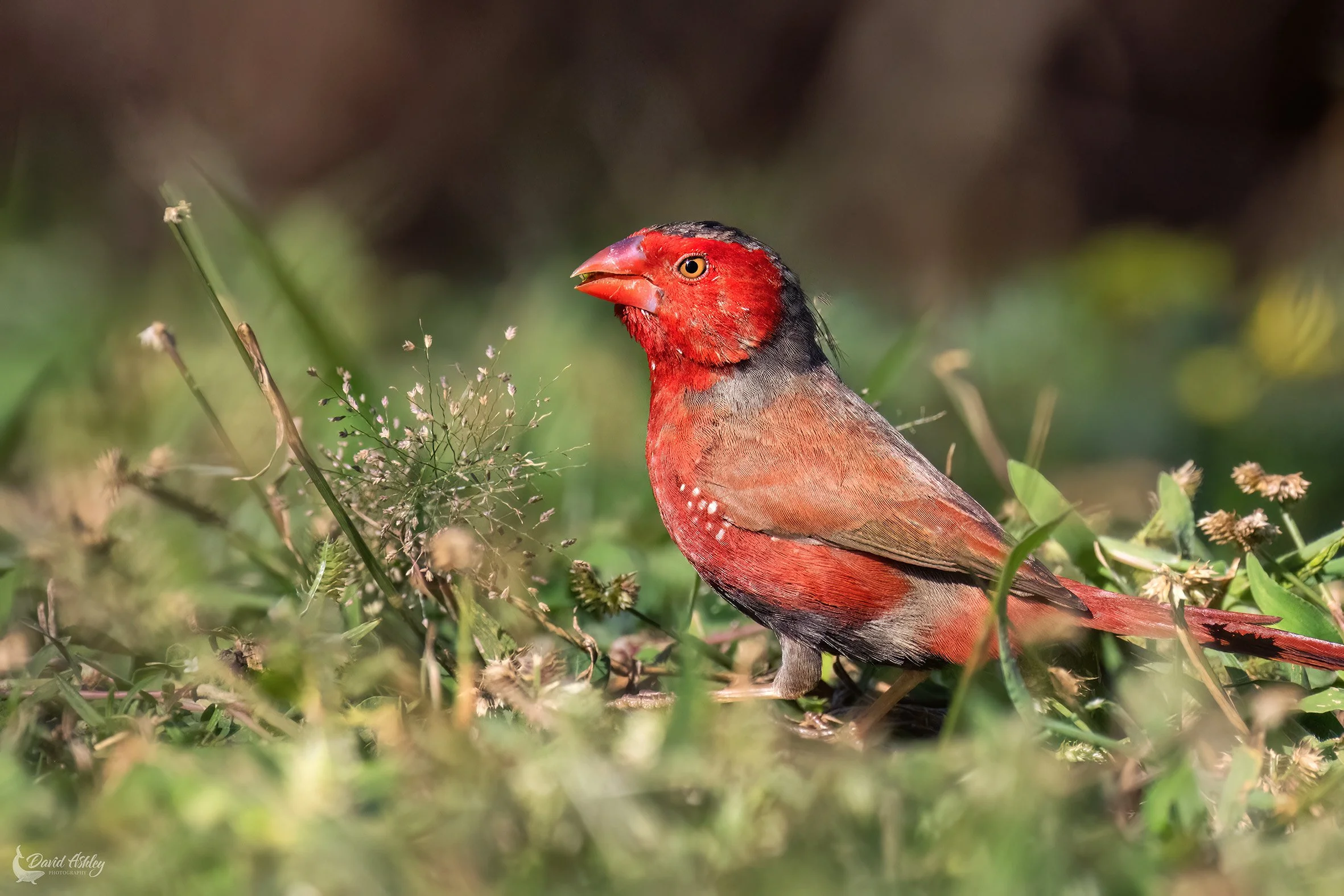 Crimson Finch. (BRL49)