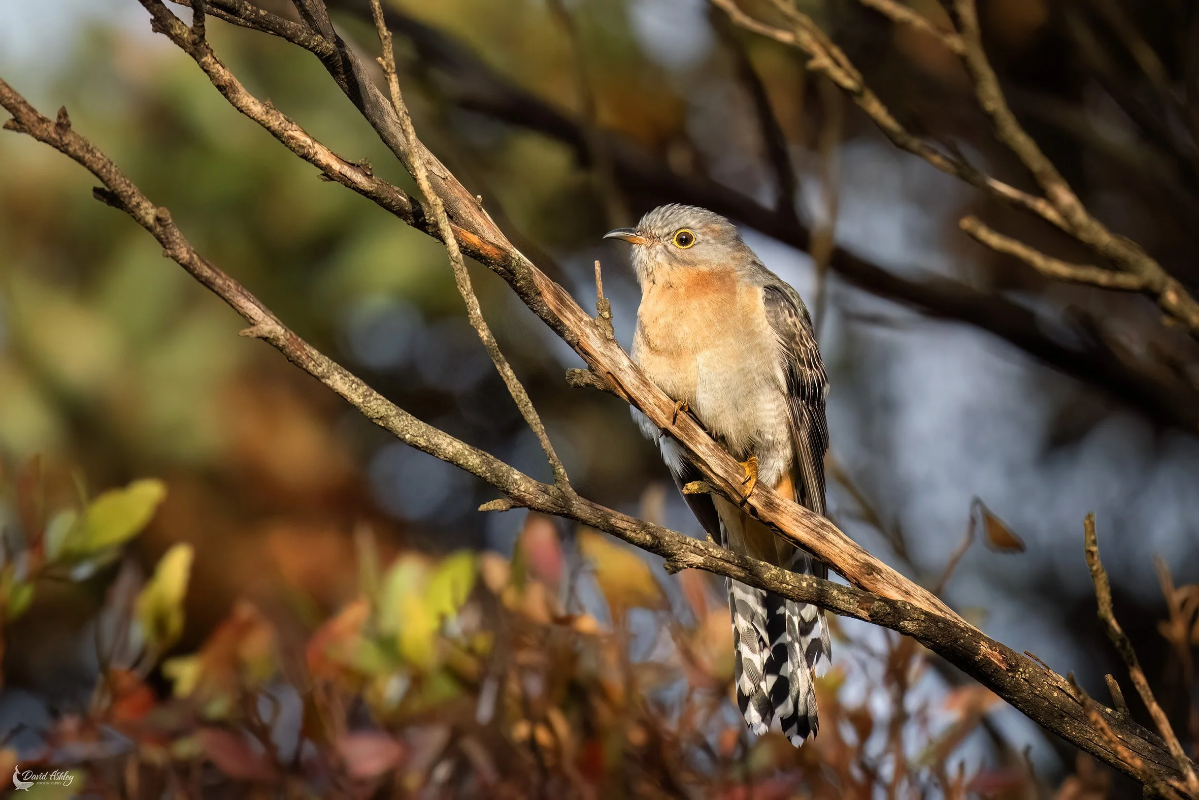 Fan-tailed Cuckoo. (BRL32)