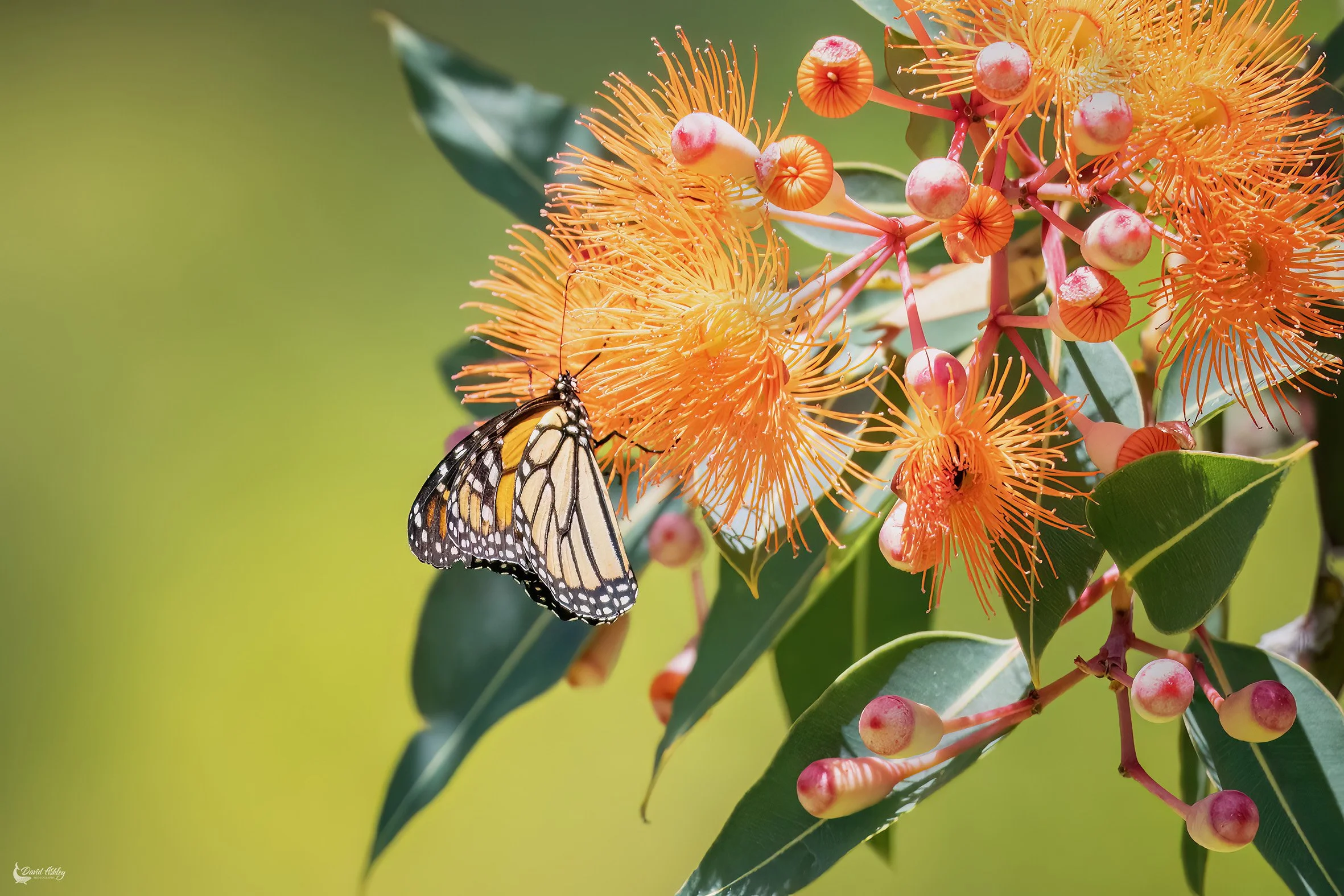 Corymbia Ficifolia. (FWR08)