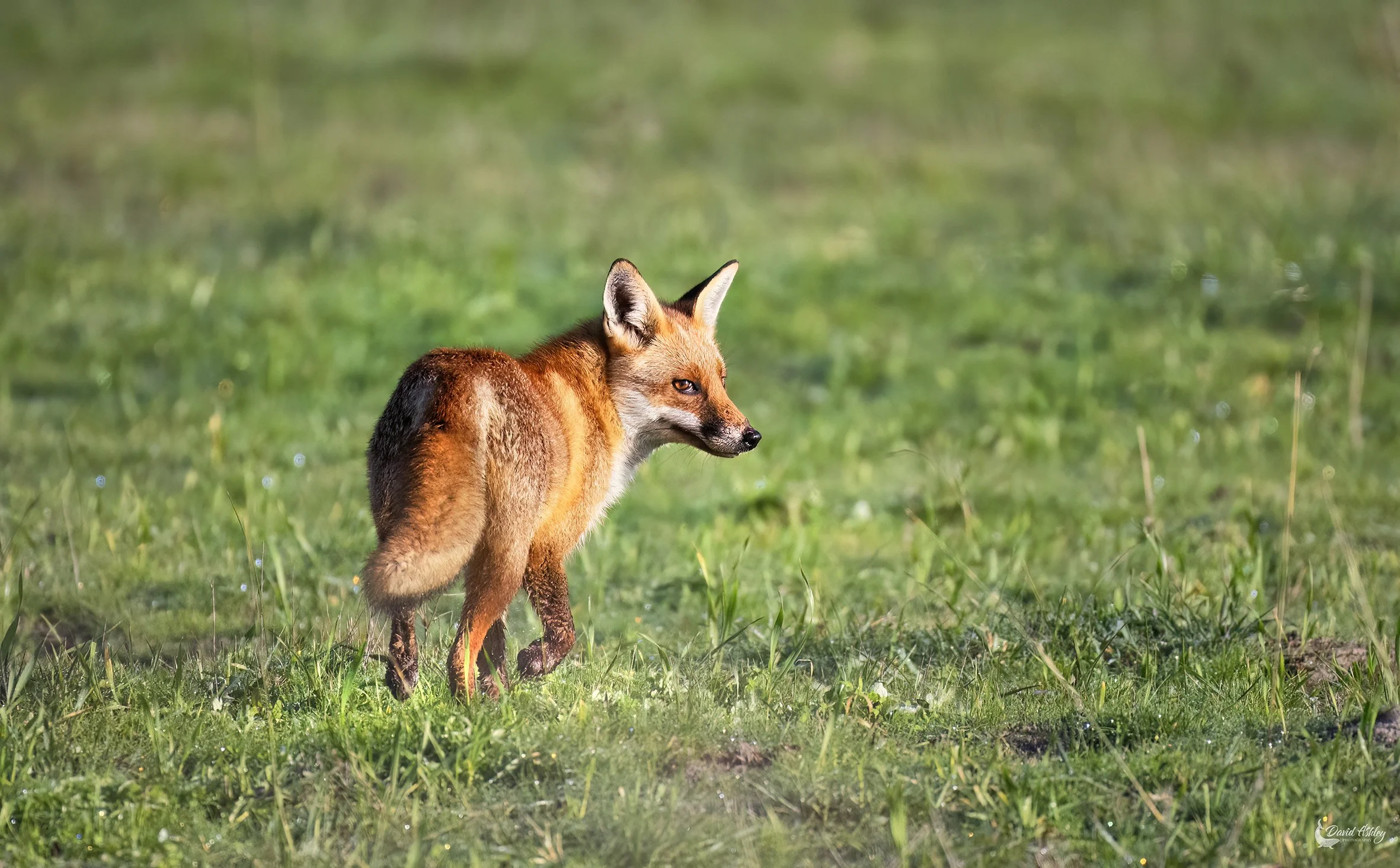 Red Fox. (WDL27)