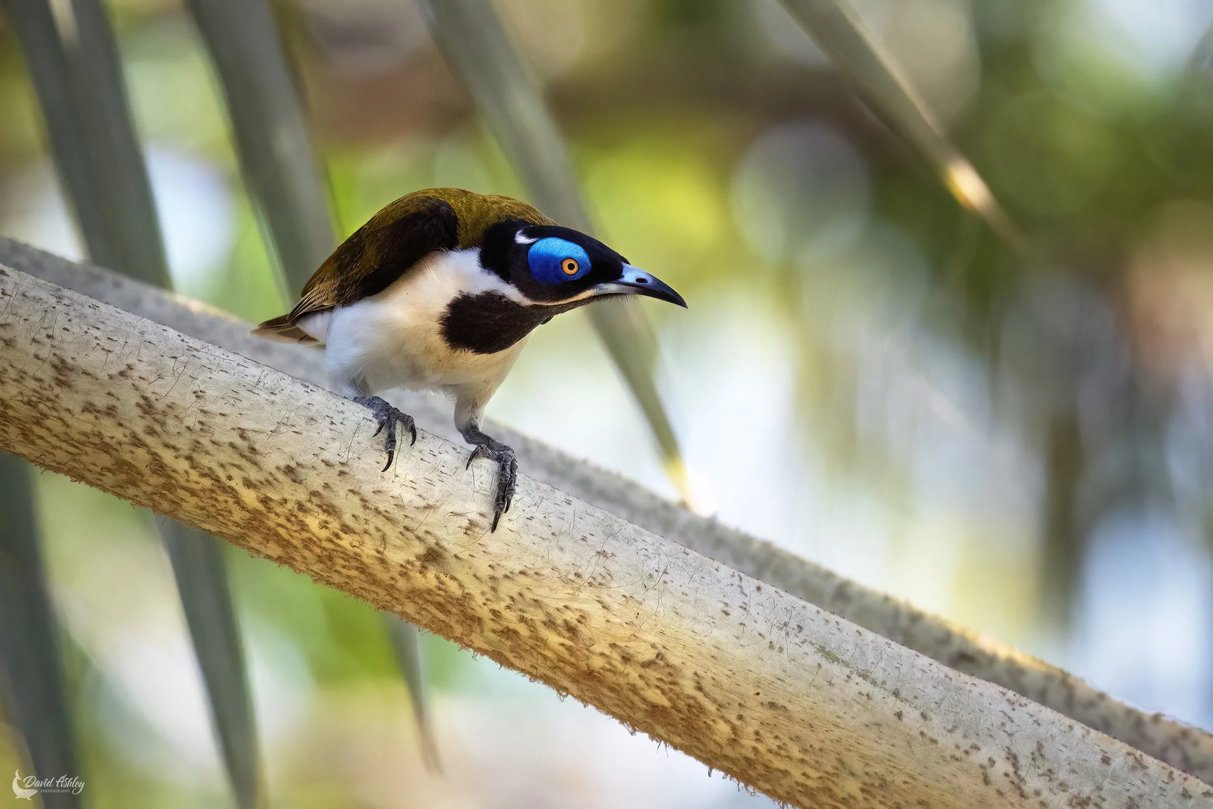 Blue-faced Honeyeater. (BRL41)