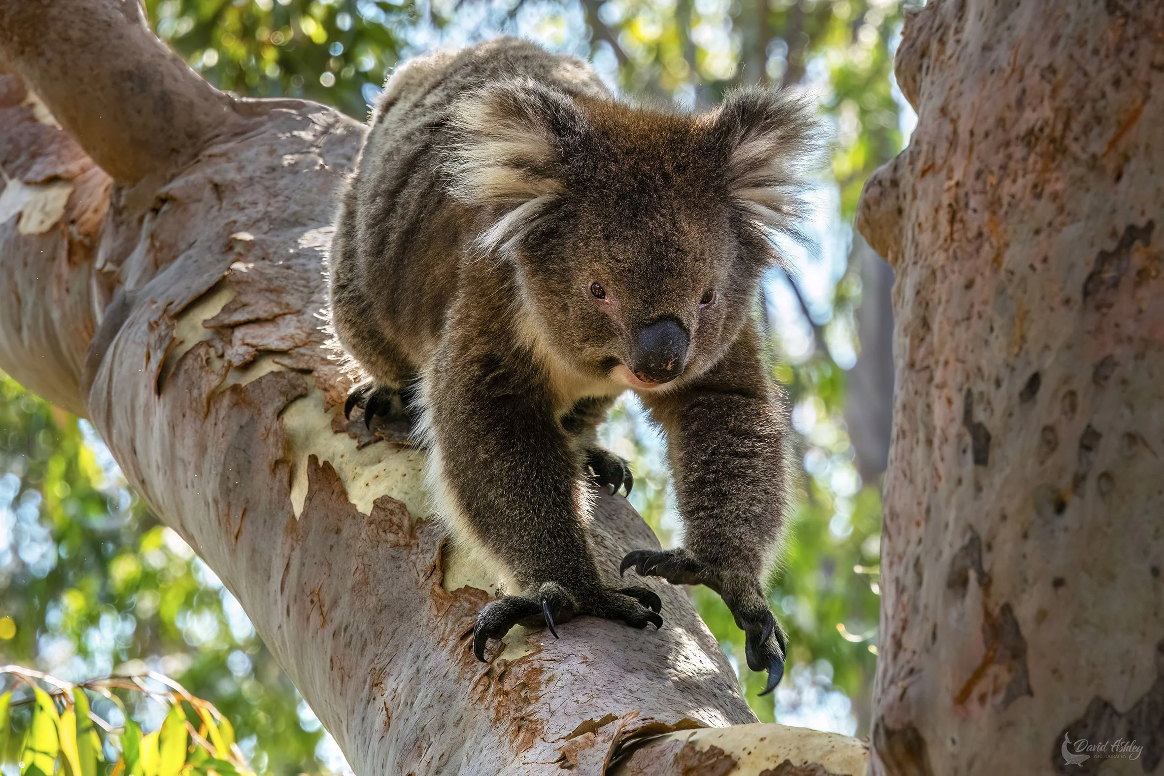 Koala. (WDL13)