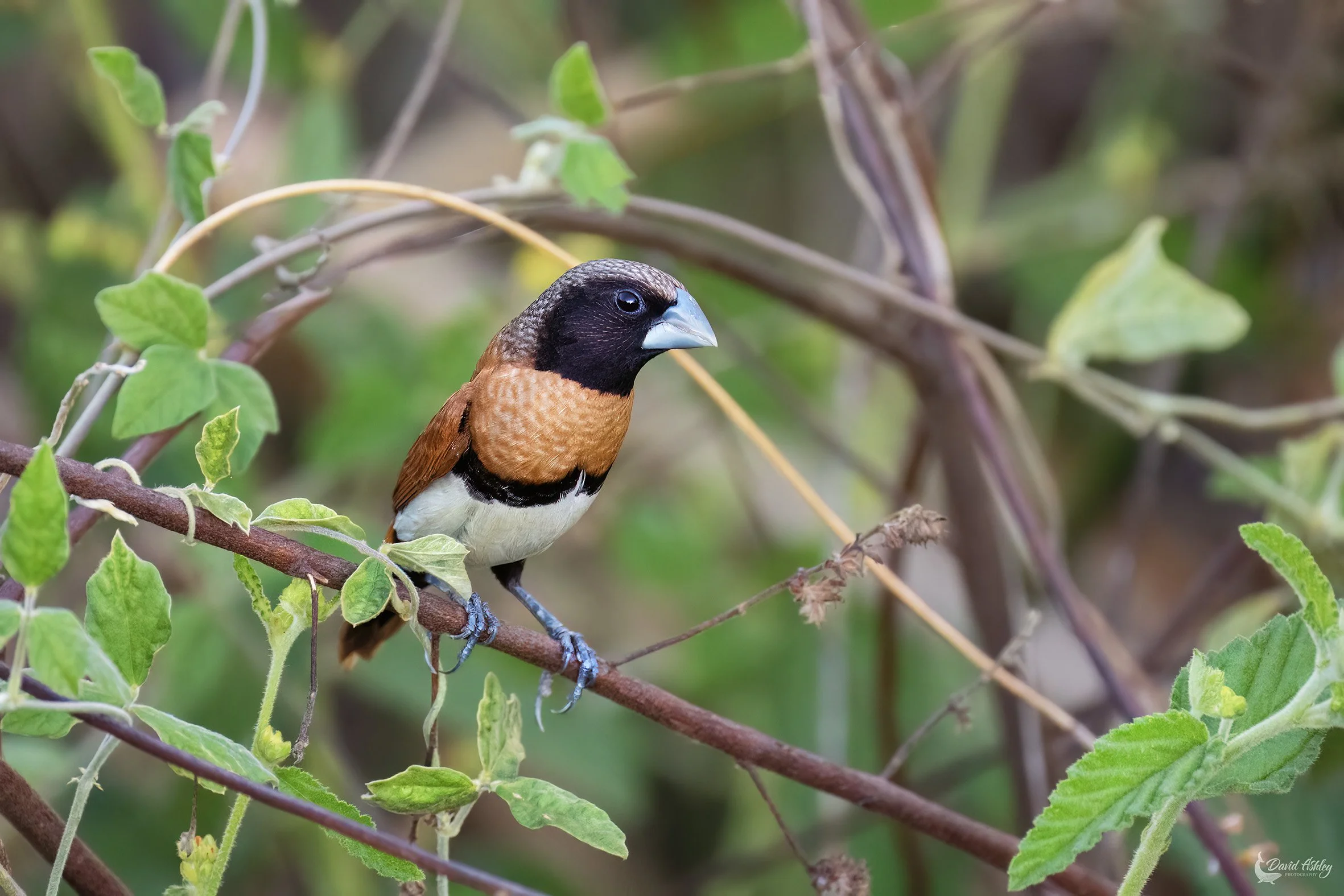 Chestnut-breasted Mannikin. (BRL04)