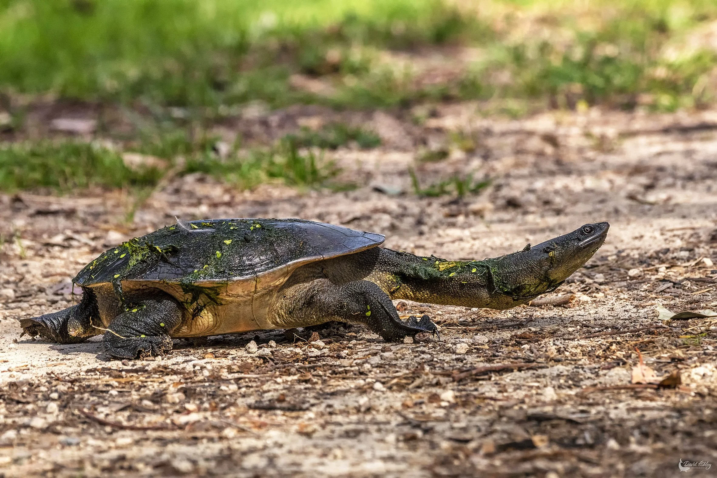 Eastern long-necked Turtle. (WDL17)