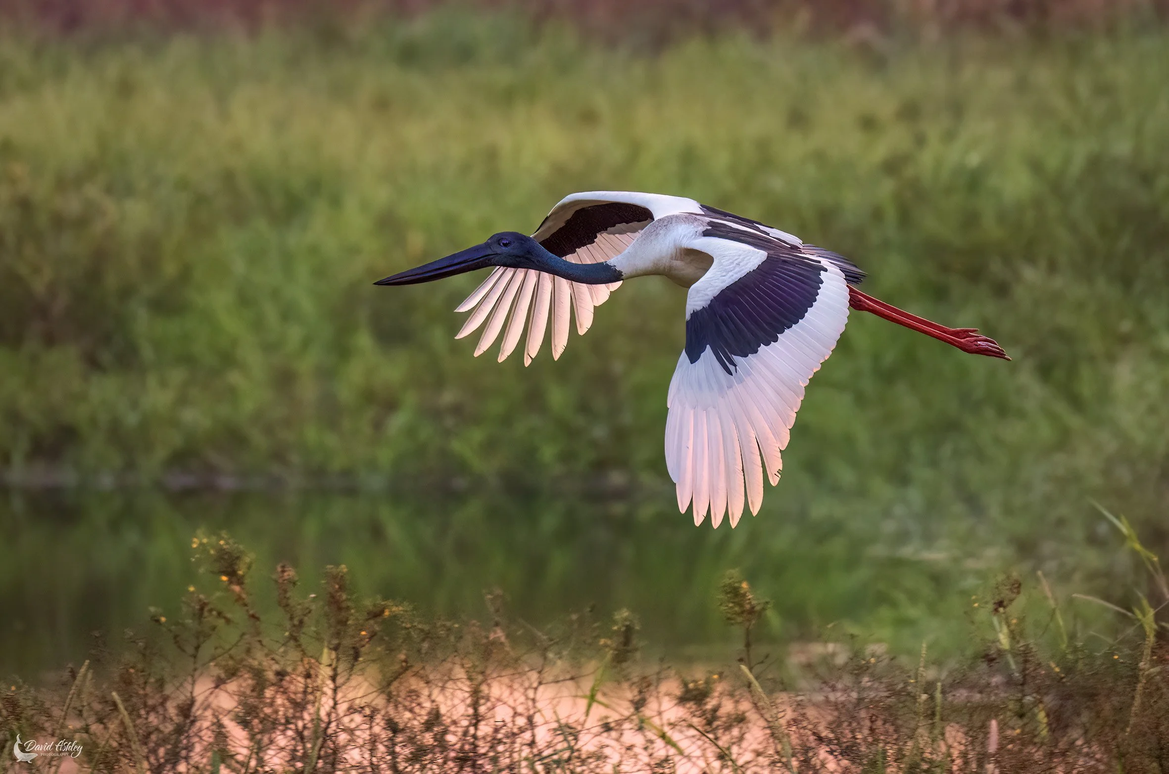 Black-necked Stork. (BRL43)
