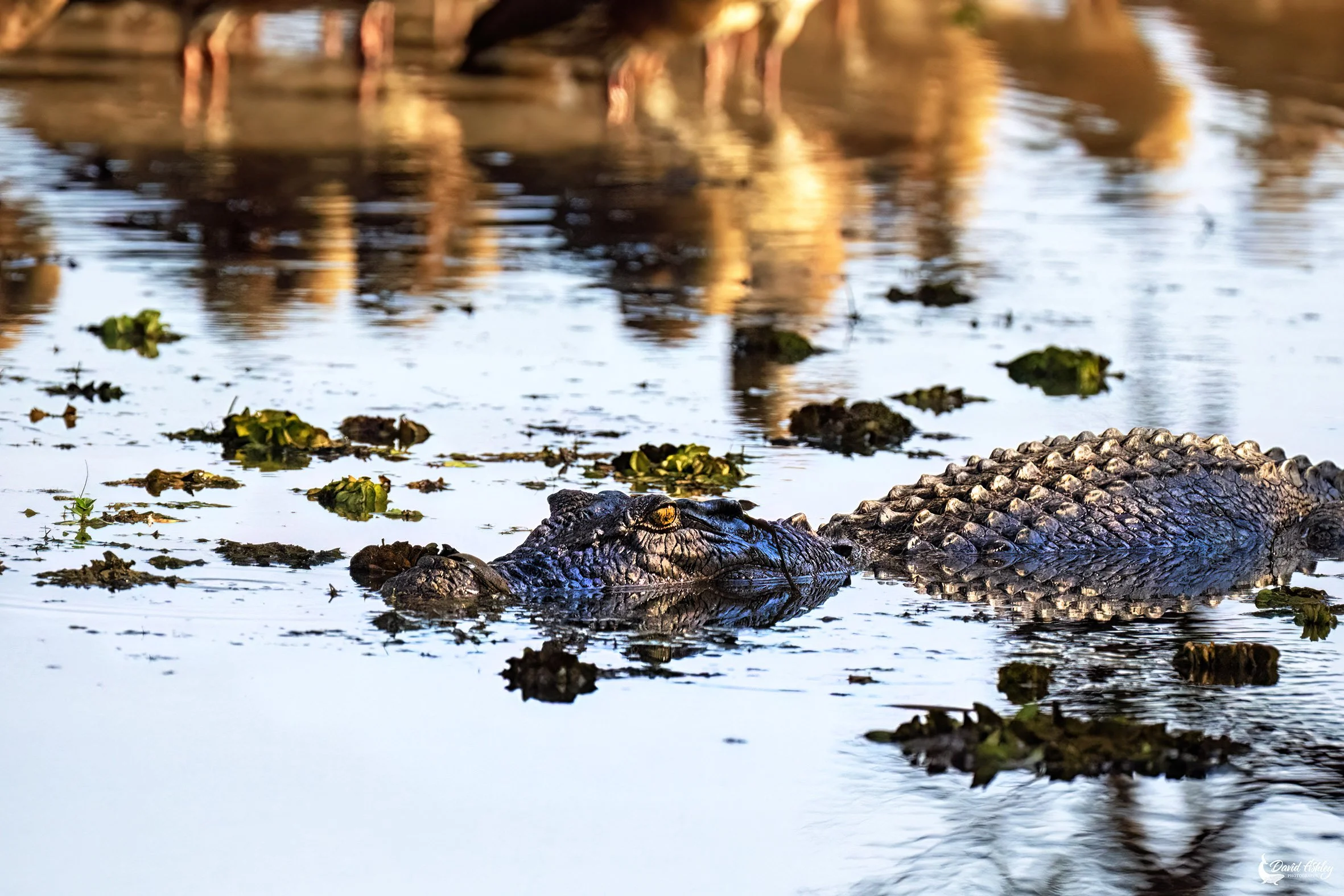 One of the local residents of Yellow Water Billabong in Kakadu. (WDL07)