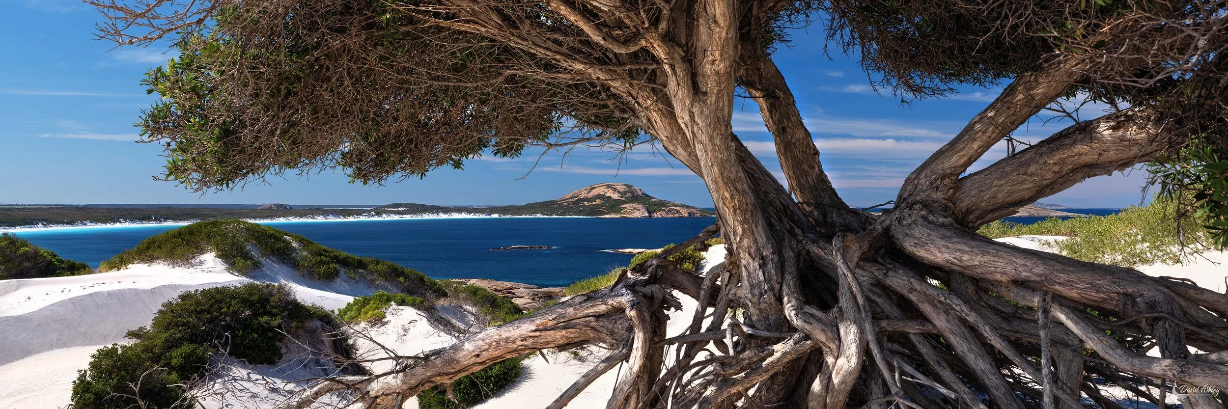 While exploring the sand dunes I came across this amazing tree with a stunning view back to Wharton Beach. (WB03)
