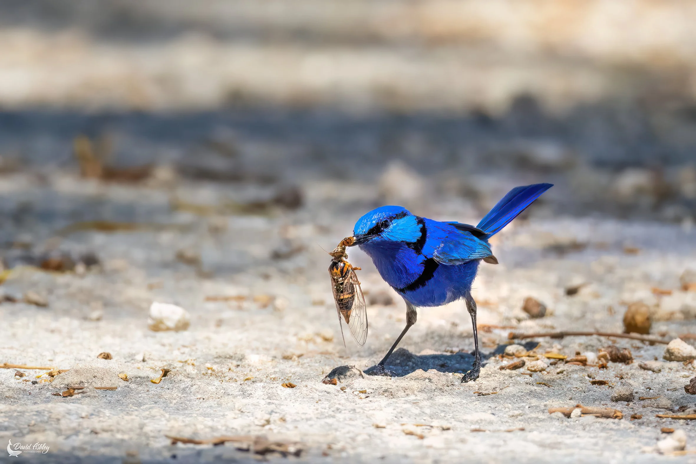 Splendid Fairywren (having dinner). (BRL40)