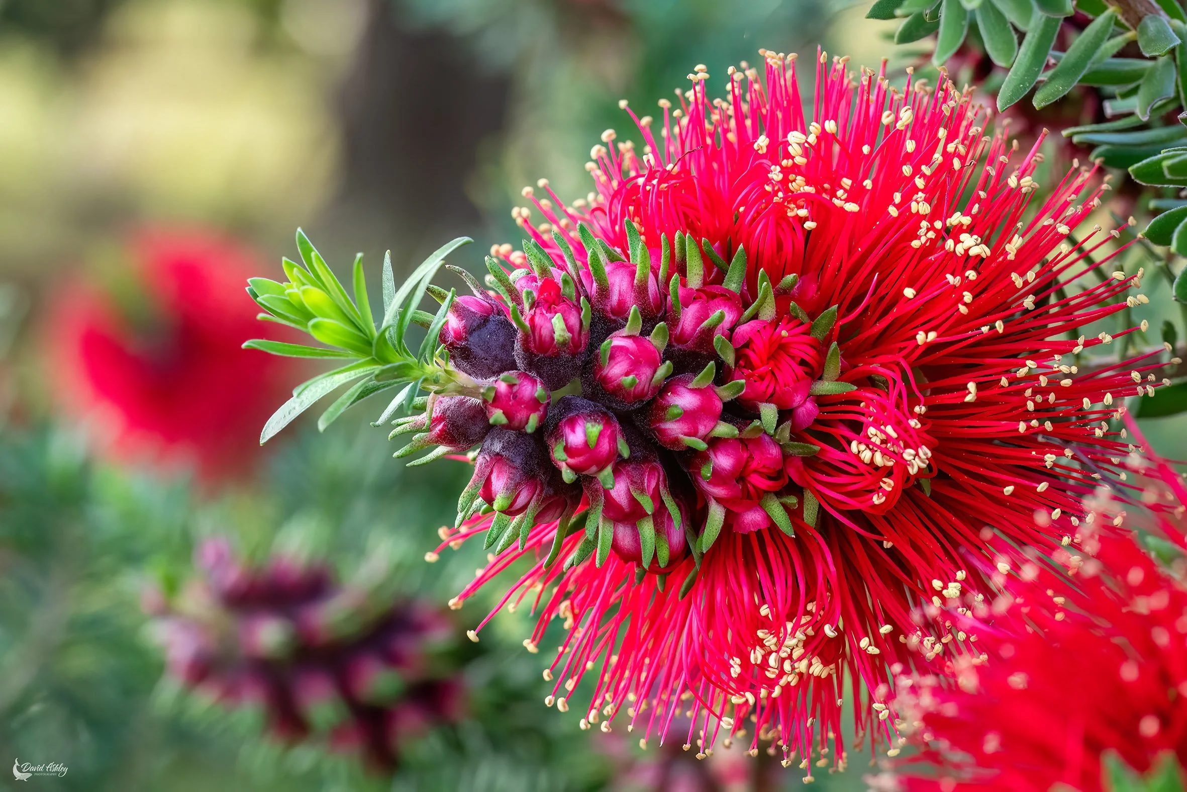 Scarlet Kunzea. (FWR05)