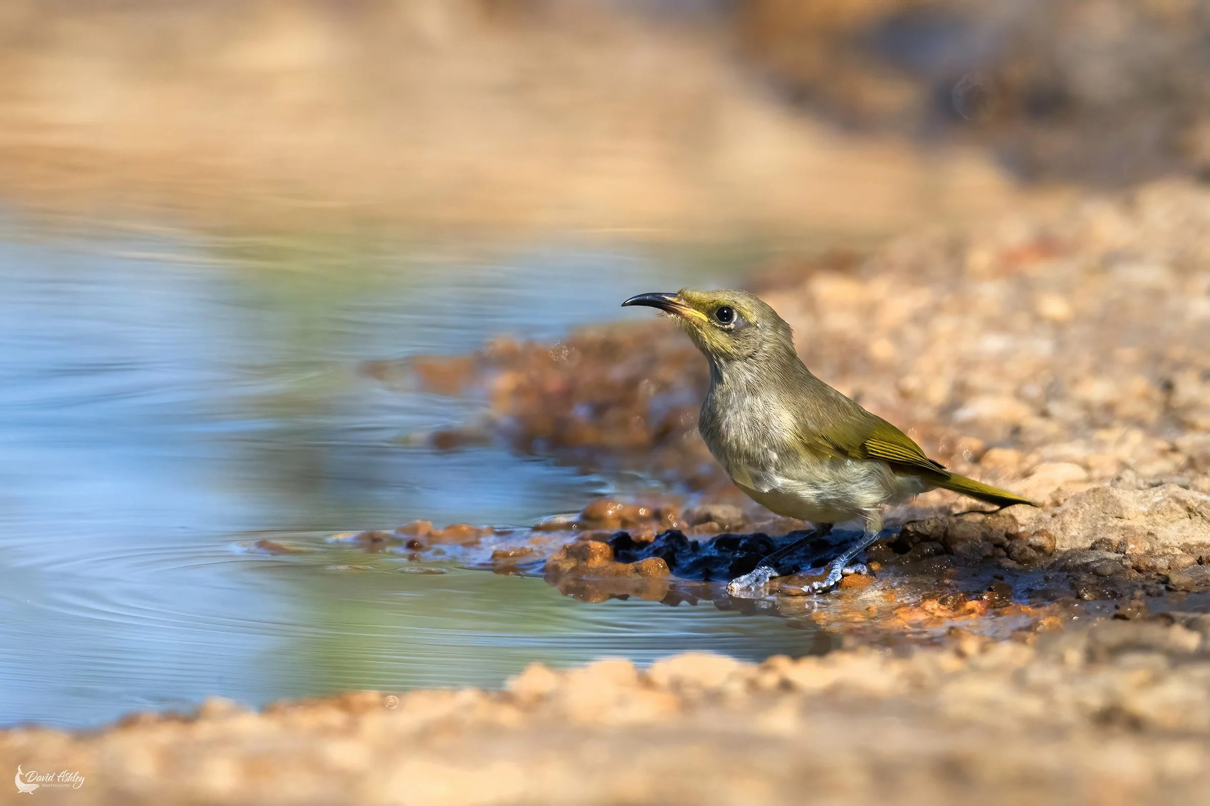 Brown Honeyeater. (BRL36)