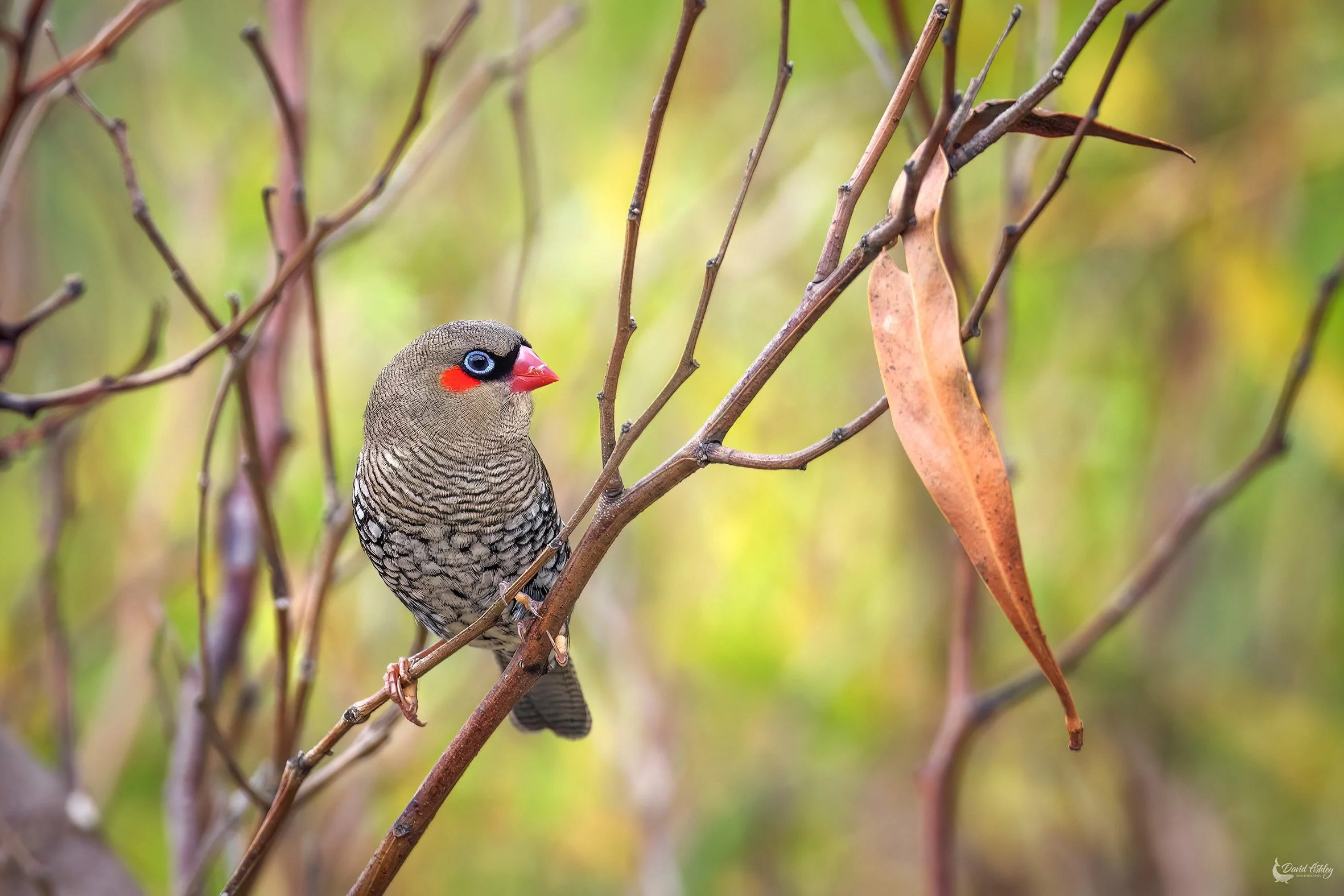 Red-eared Firetail. (BRL16)