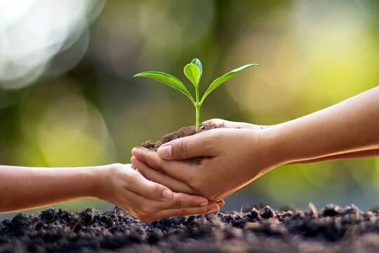 small plant for promo.jpg