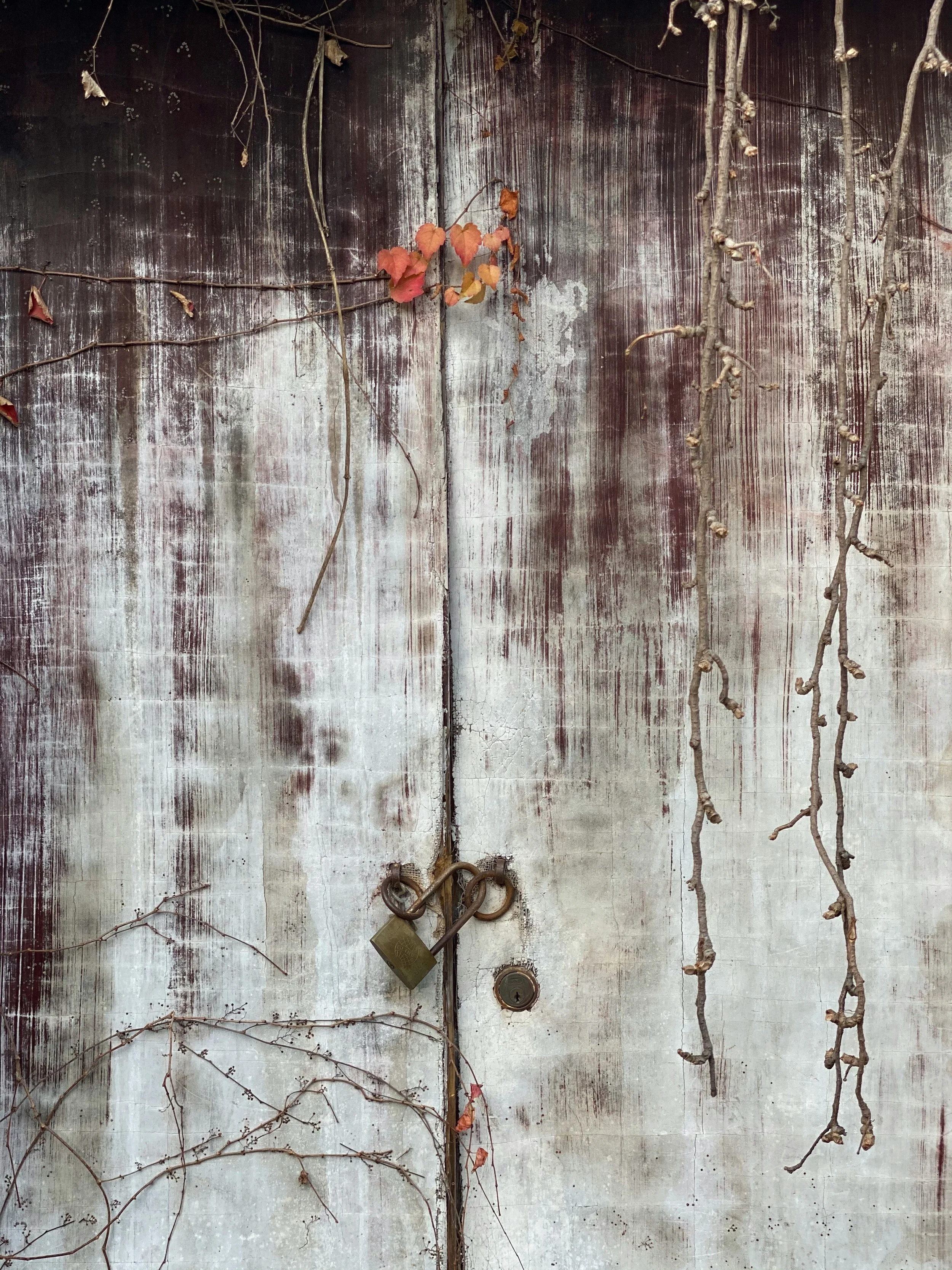 A weathered white wooden door, symbolizing relational trauma, with peeling paint, vines with small leaves and buds, and a rusty padlock.