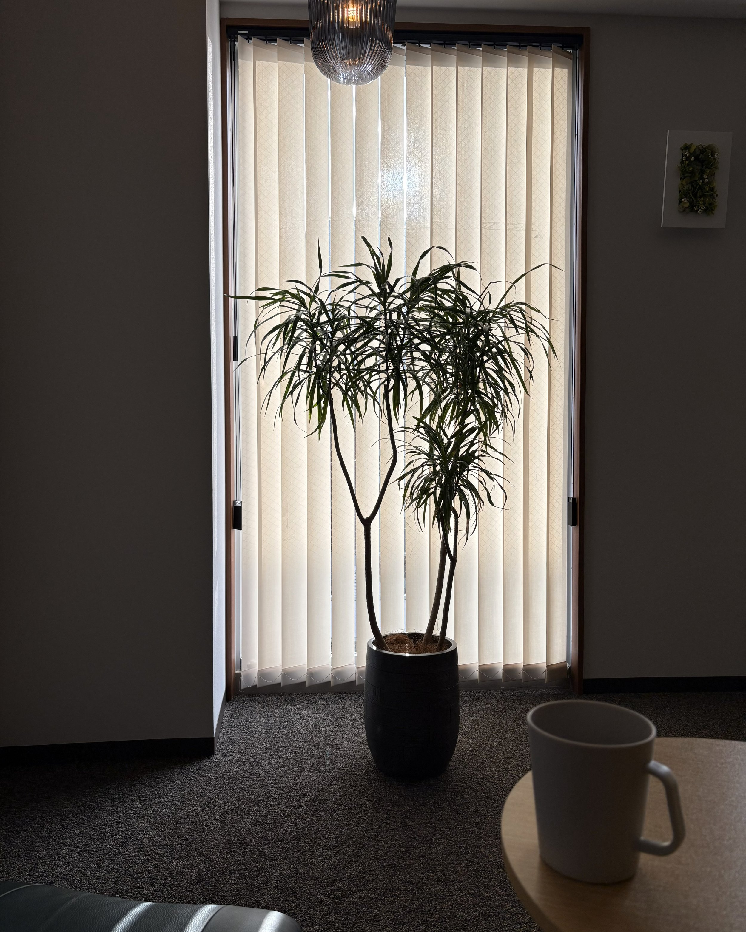 窓の前に置かれた大きな観葉植物とコーヒーマグカップが置かれたテーブル。
