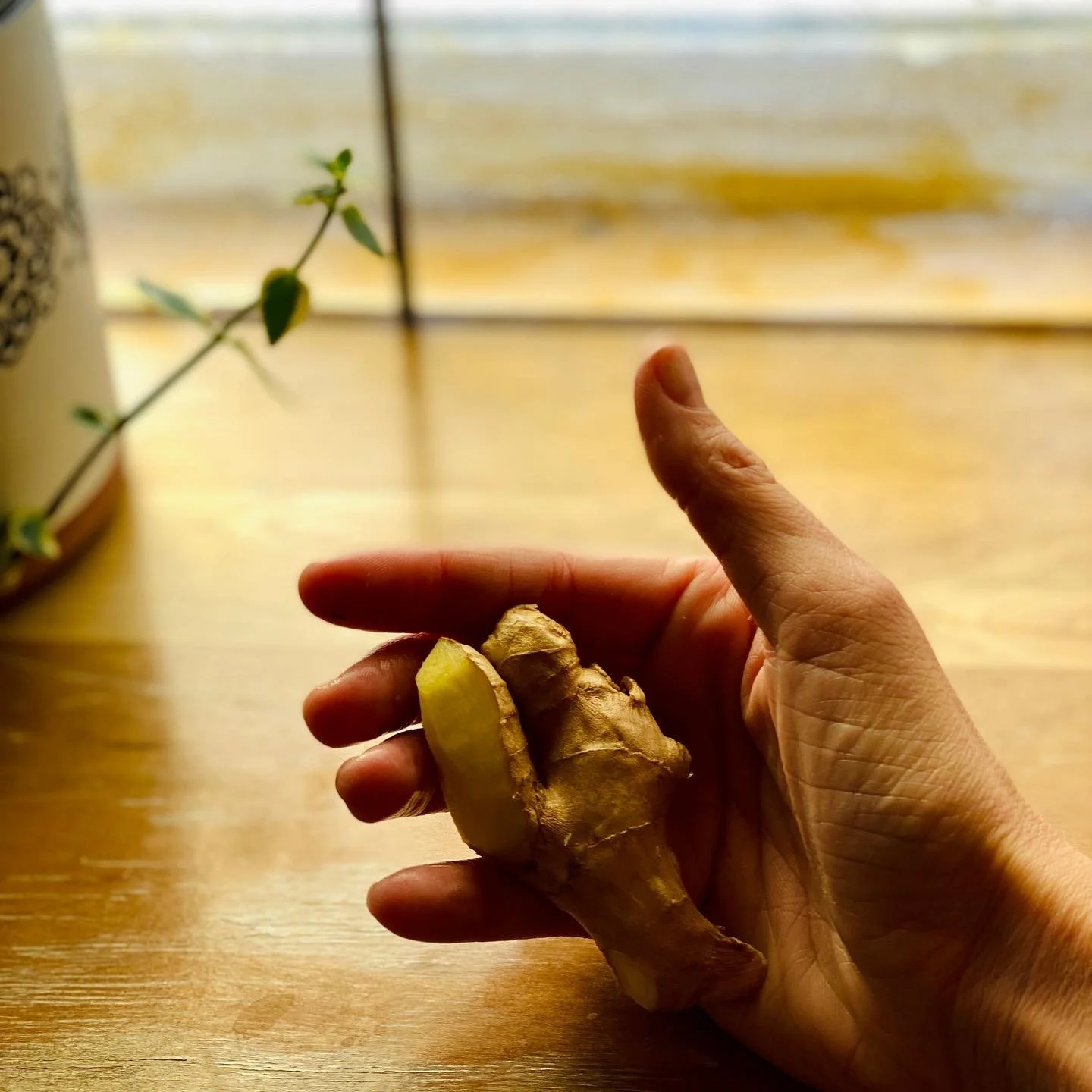 Hand holding fresh ginger root, symbolizing Ayurvedic healing and natural remedies.