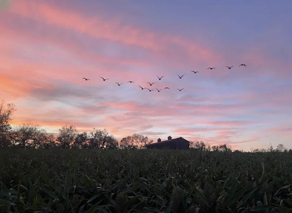 A flock of birds flying over a dark farmhouse and trees during a pink and purple sunset sky.